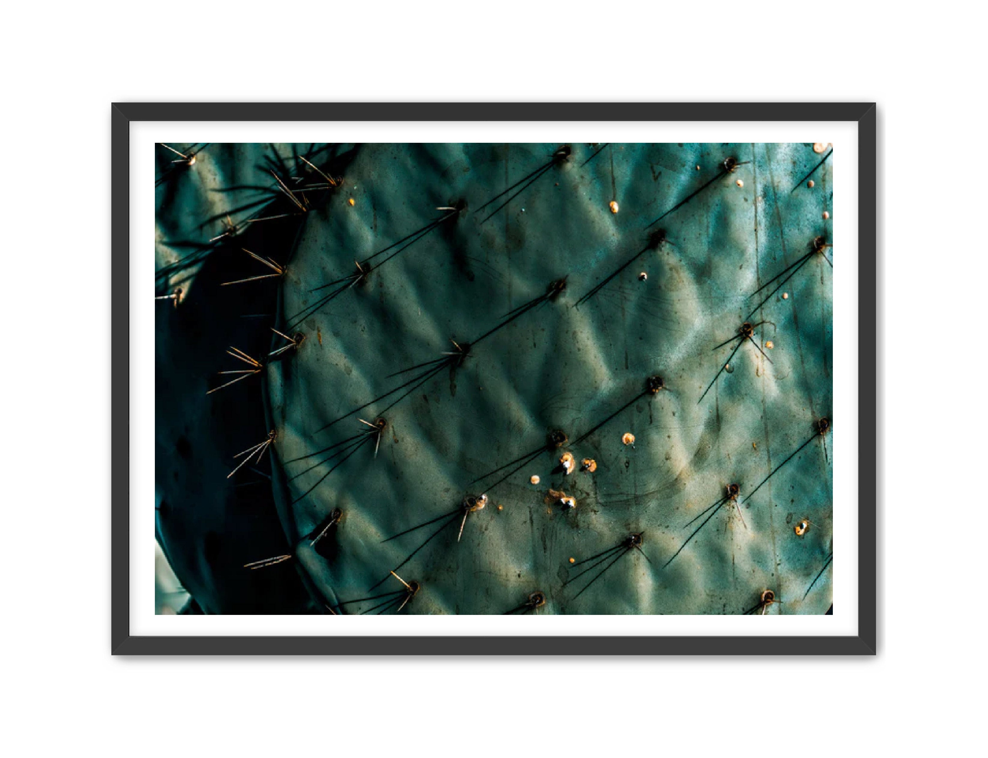 Photography Prints 'Nopal Azul' Reed Decker