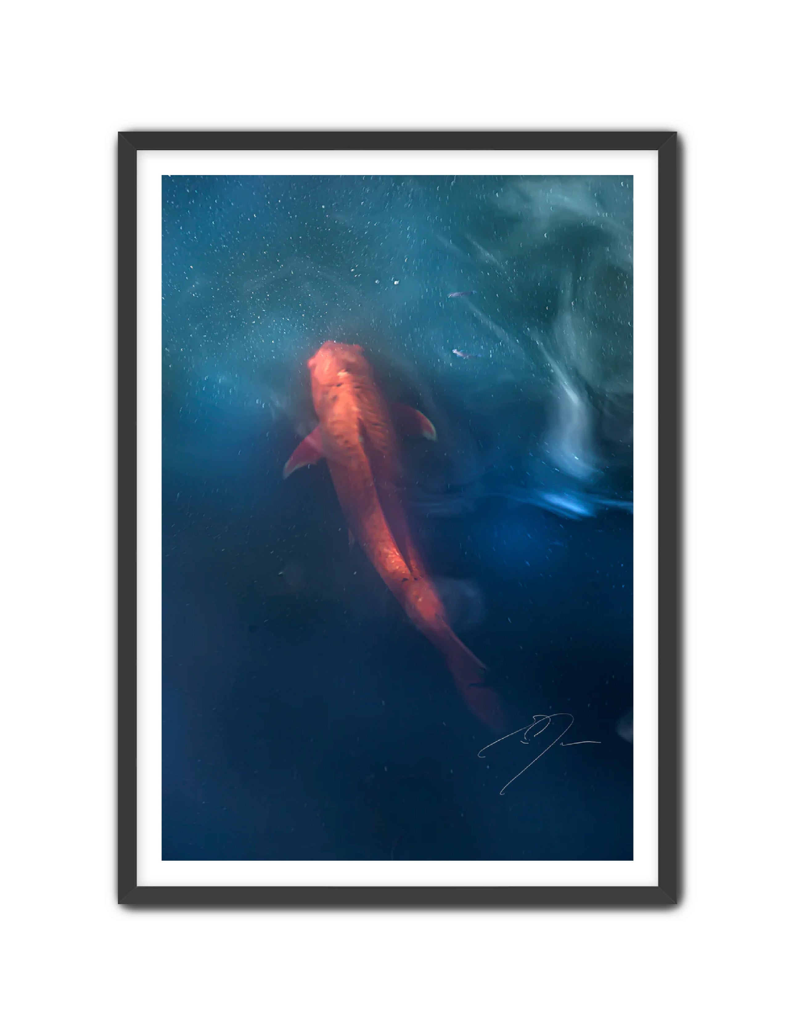 Art Contemporary Photography Prints 'KOI' - Photography Eric C. Jackson Studio