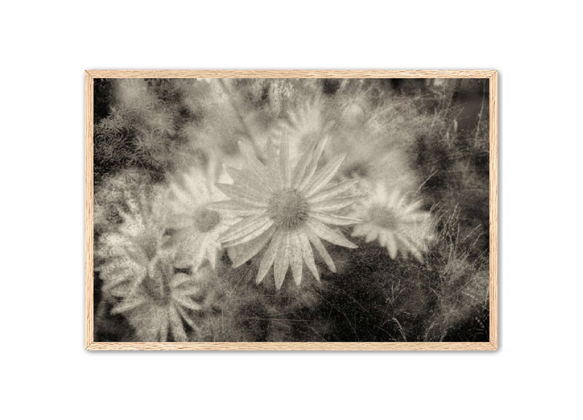 PhotoArt Prints 'DAISYS' Danielle Neumann Kelly