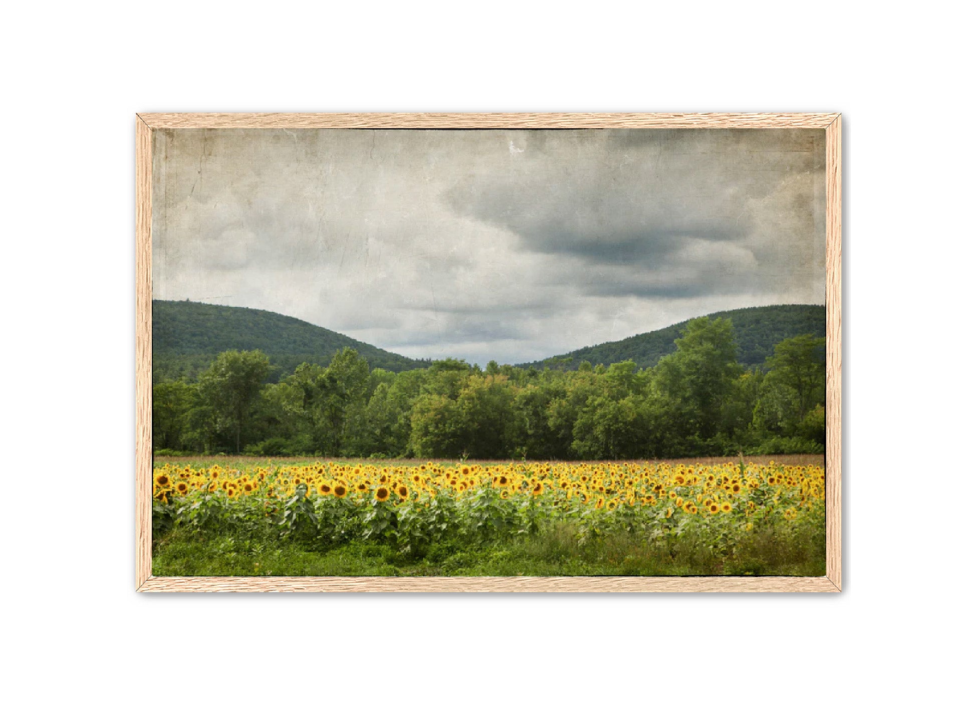 PhotoArt Prints 'SUNFLOWERS' Danielle Neumann Kelly