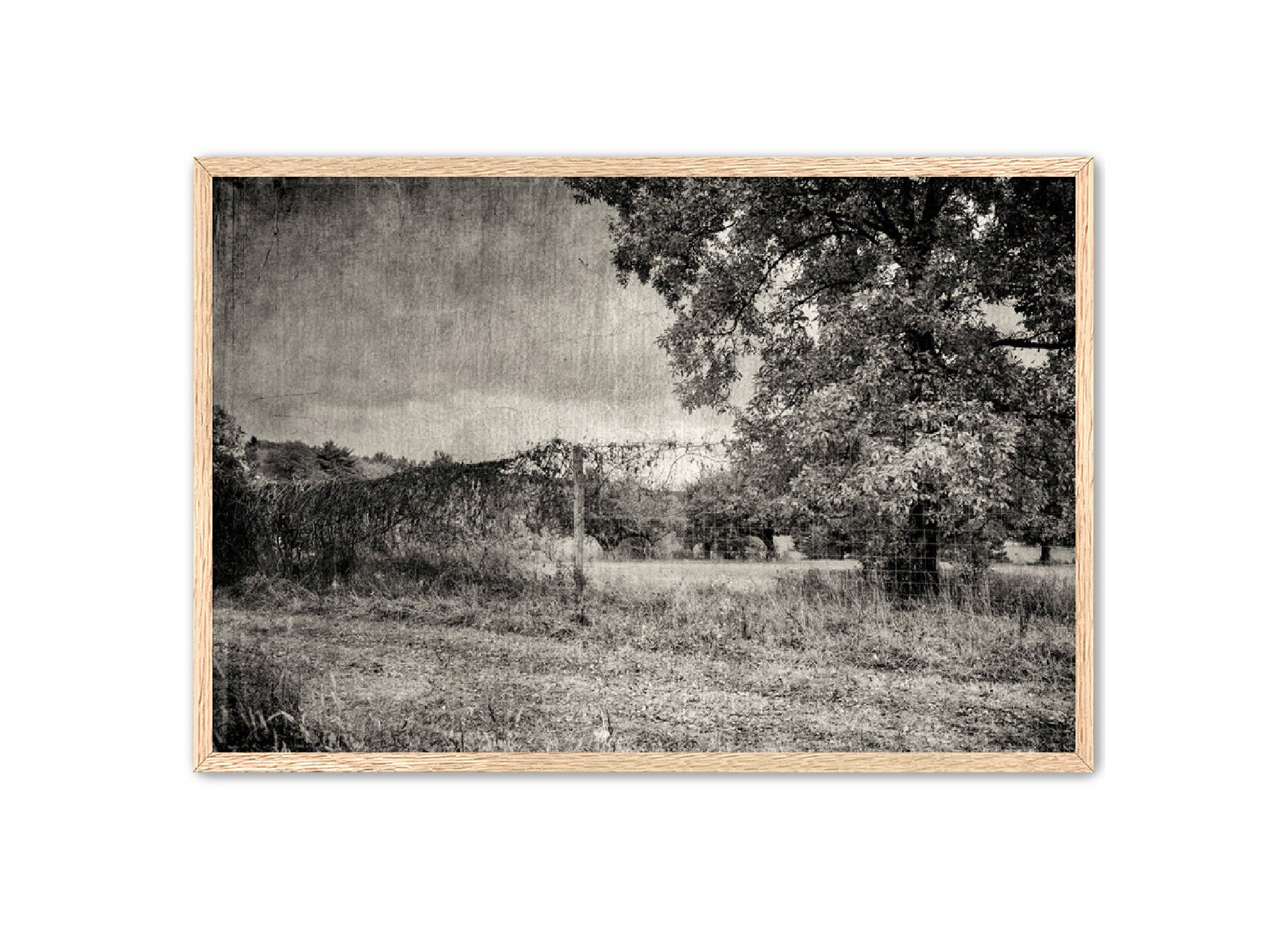 PhotoArt Prints 'ORCHARD B/W' Danielle Neumann Kelly