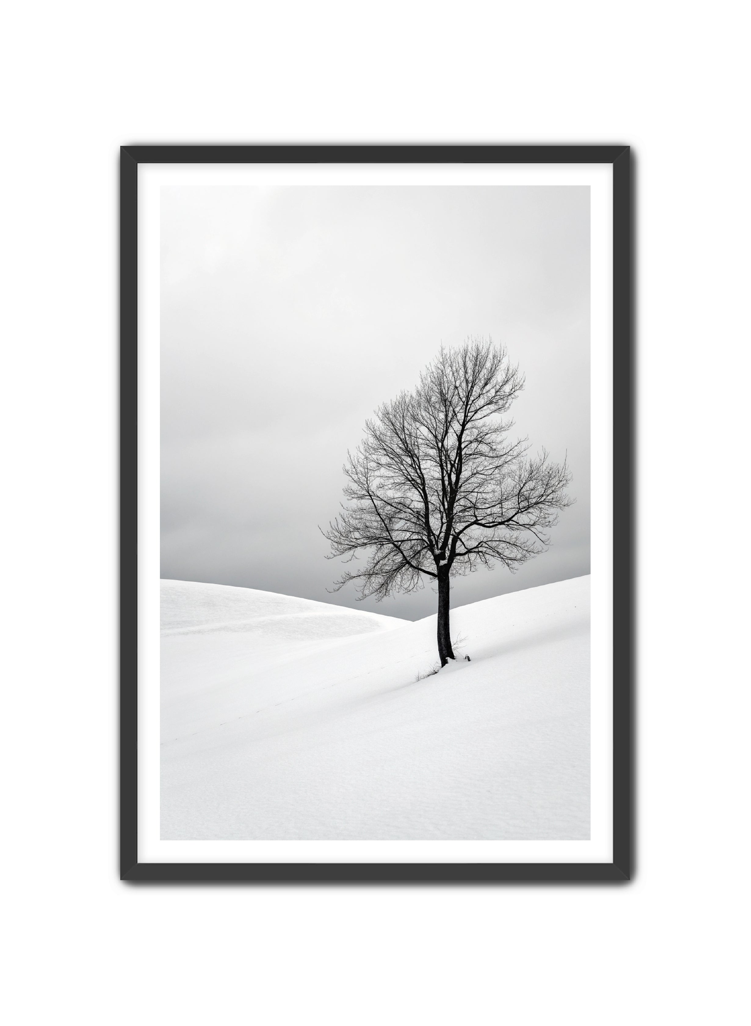 Apricus Prints 'Winter Whisper' Apricus Art Collection