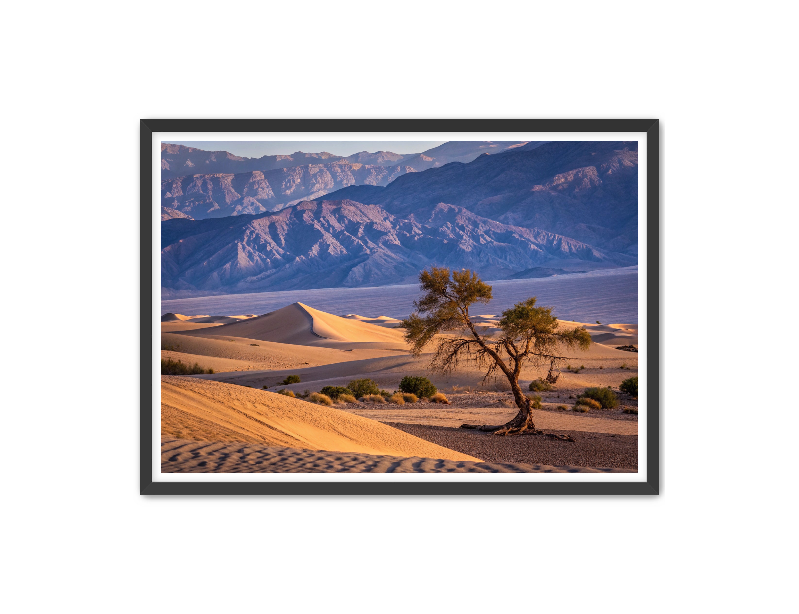 Apricus Prints 'Alone in the Desert' Apricus Art Collection