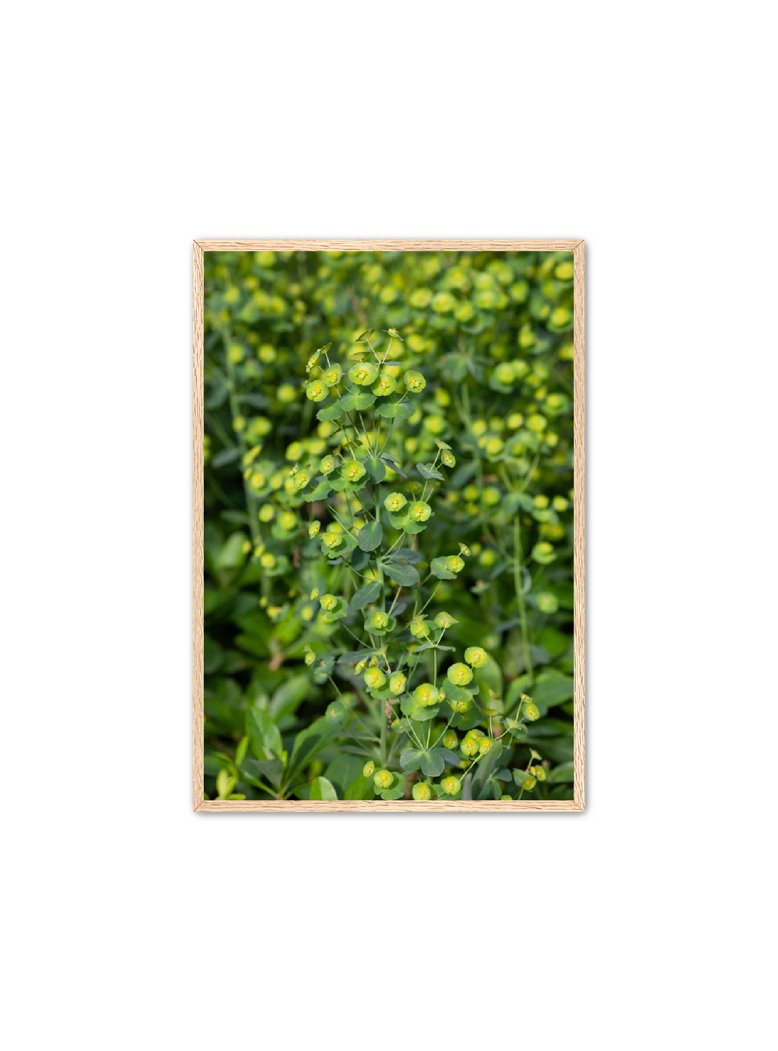 PhotoArt Prints 'GREENERY' Danielle Neumann Kelly