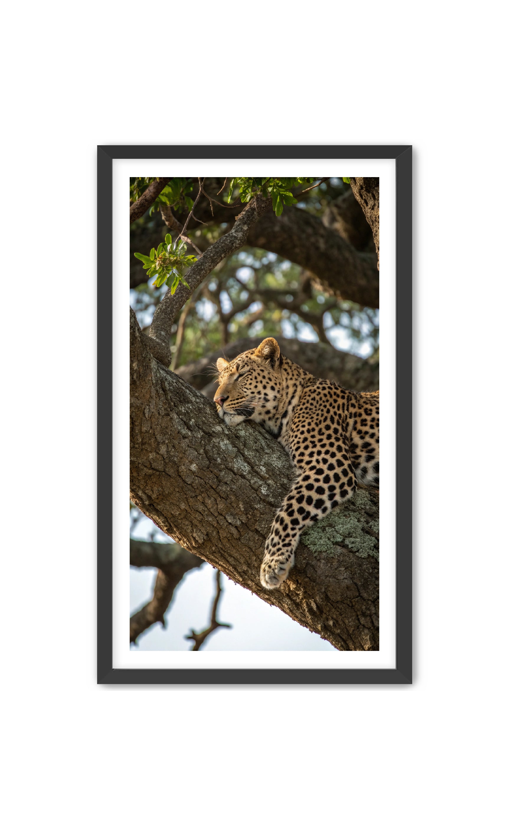 Apricus Prints 'Nap Time' Apricus Art Collection