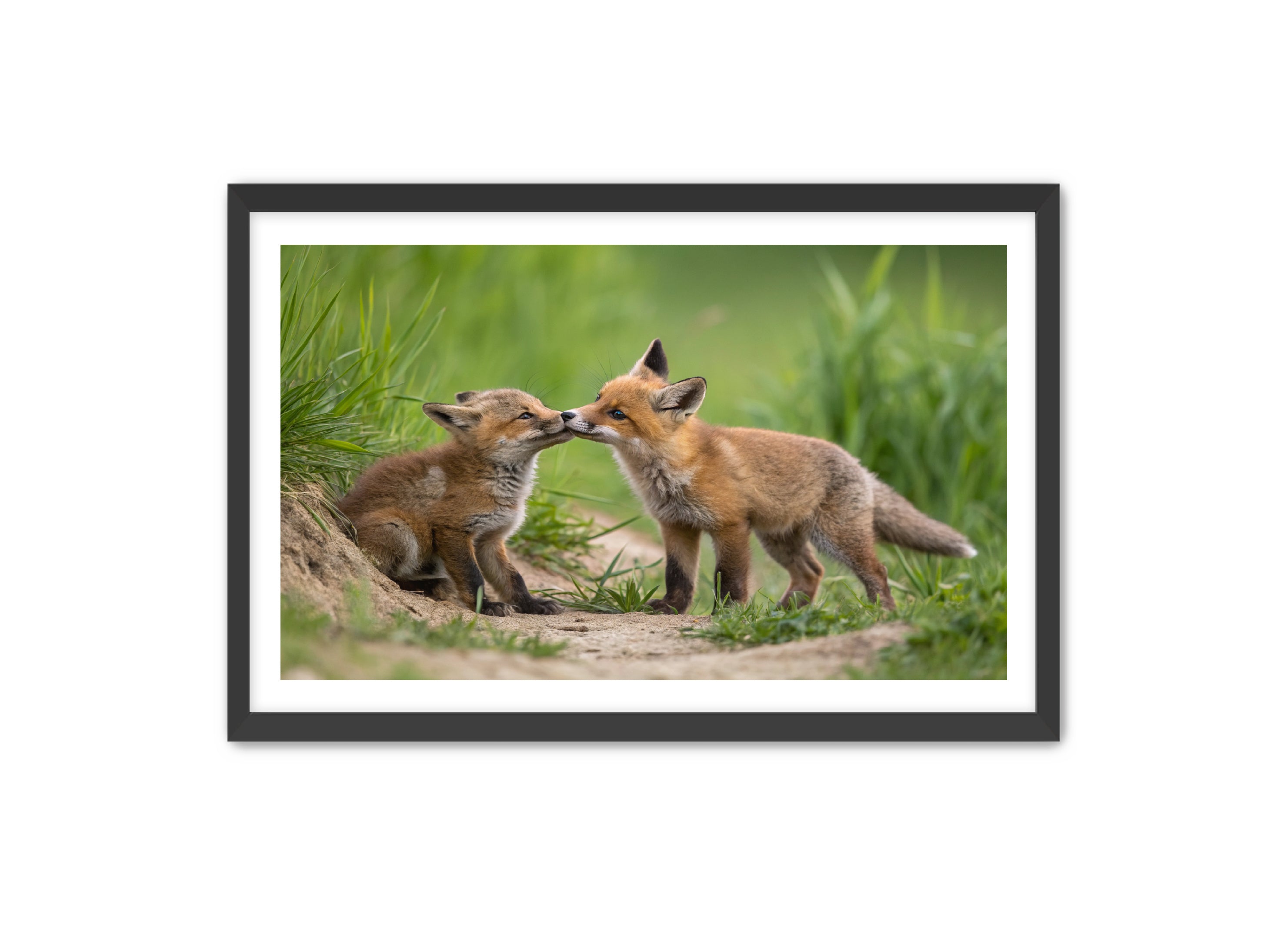 Apricus Prints 'Whiskers and Warmth' Apricus Art Collection