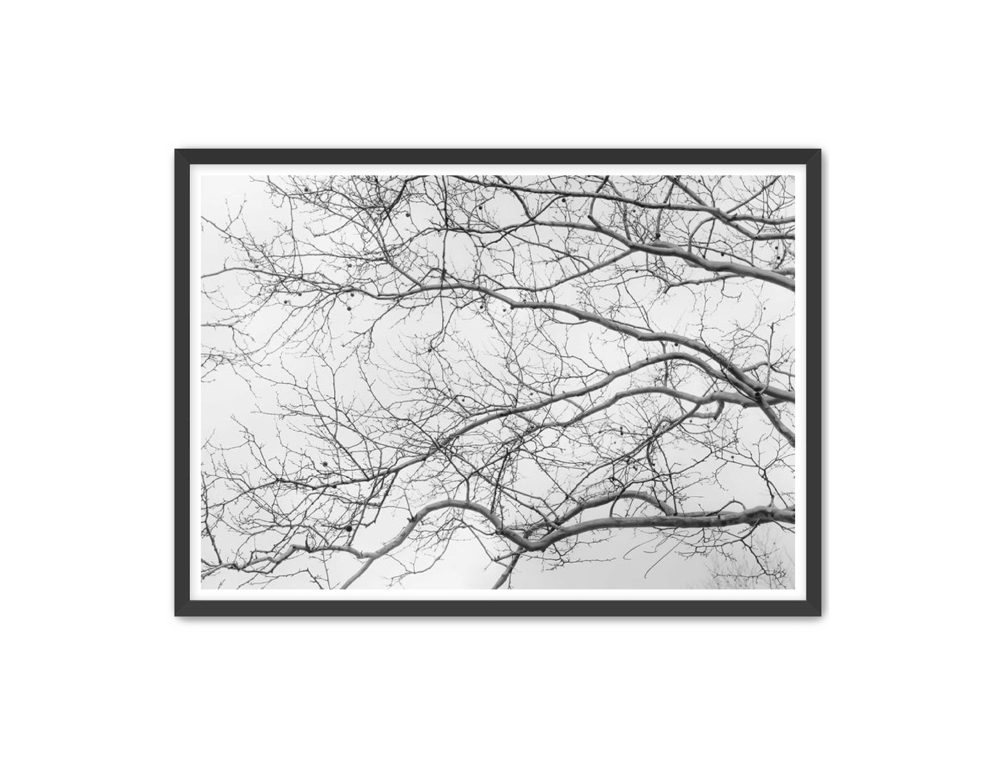 Art Contemporary Photography Prints 'Intertwined' Eric C. Jackson Studio