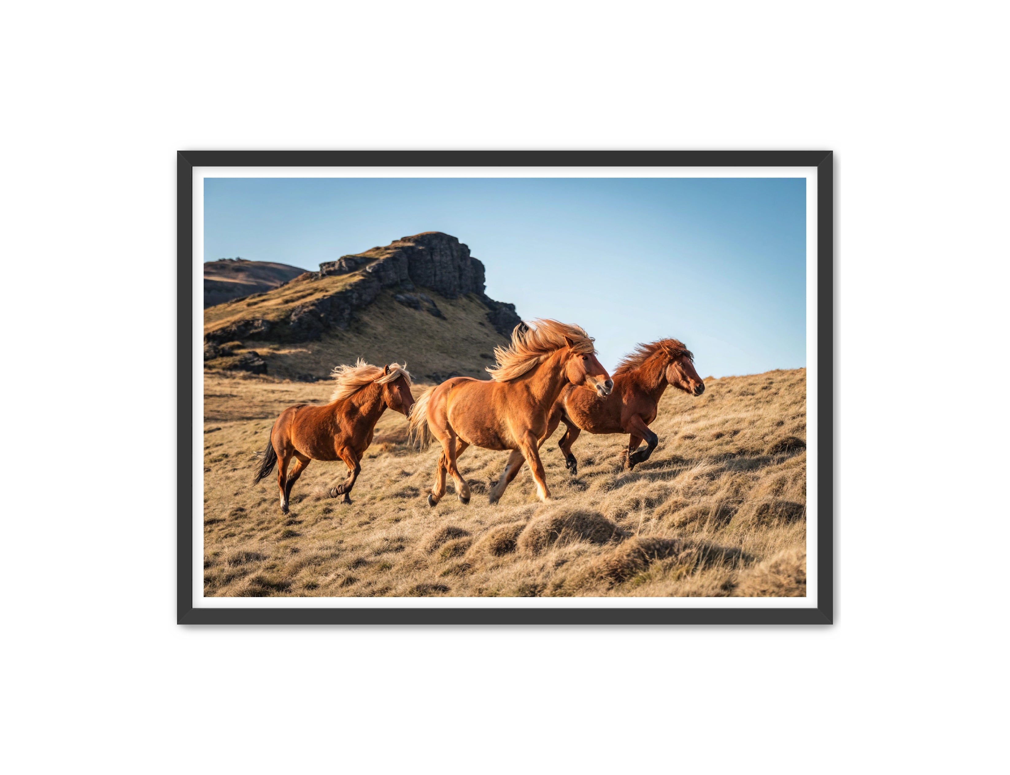 Apricus Prints Vaquero 'Wild Ponies' Apricus Art Collection