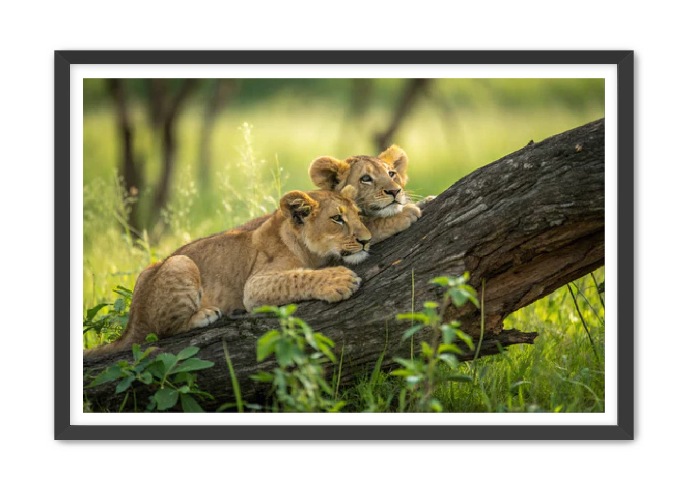 'Cuddle Monsters'