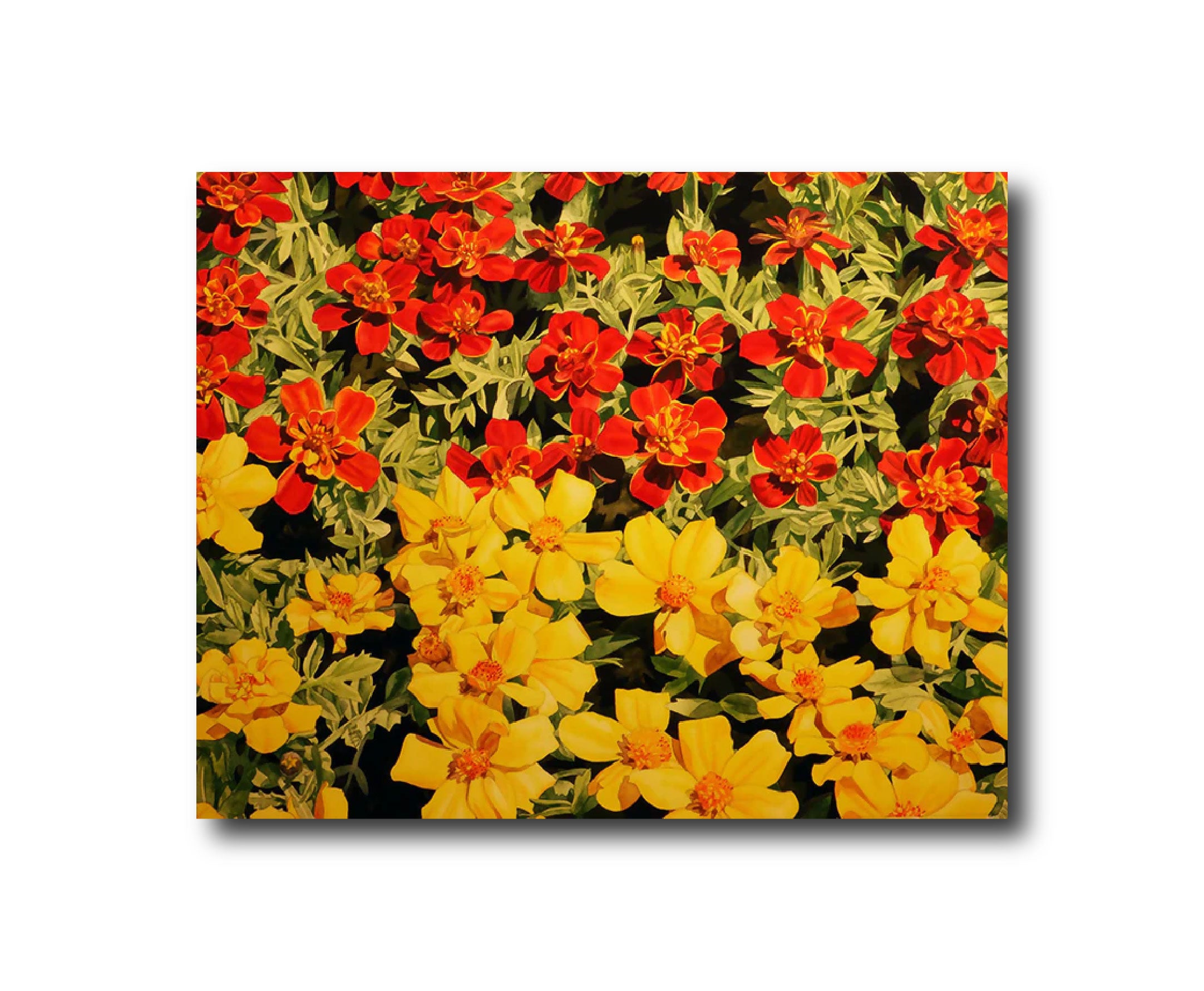 Marigolds
