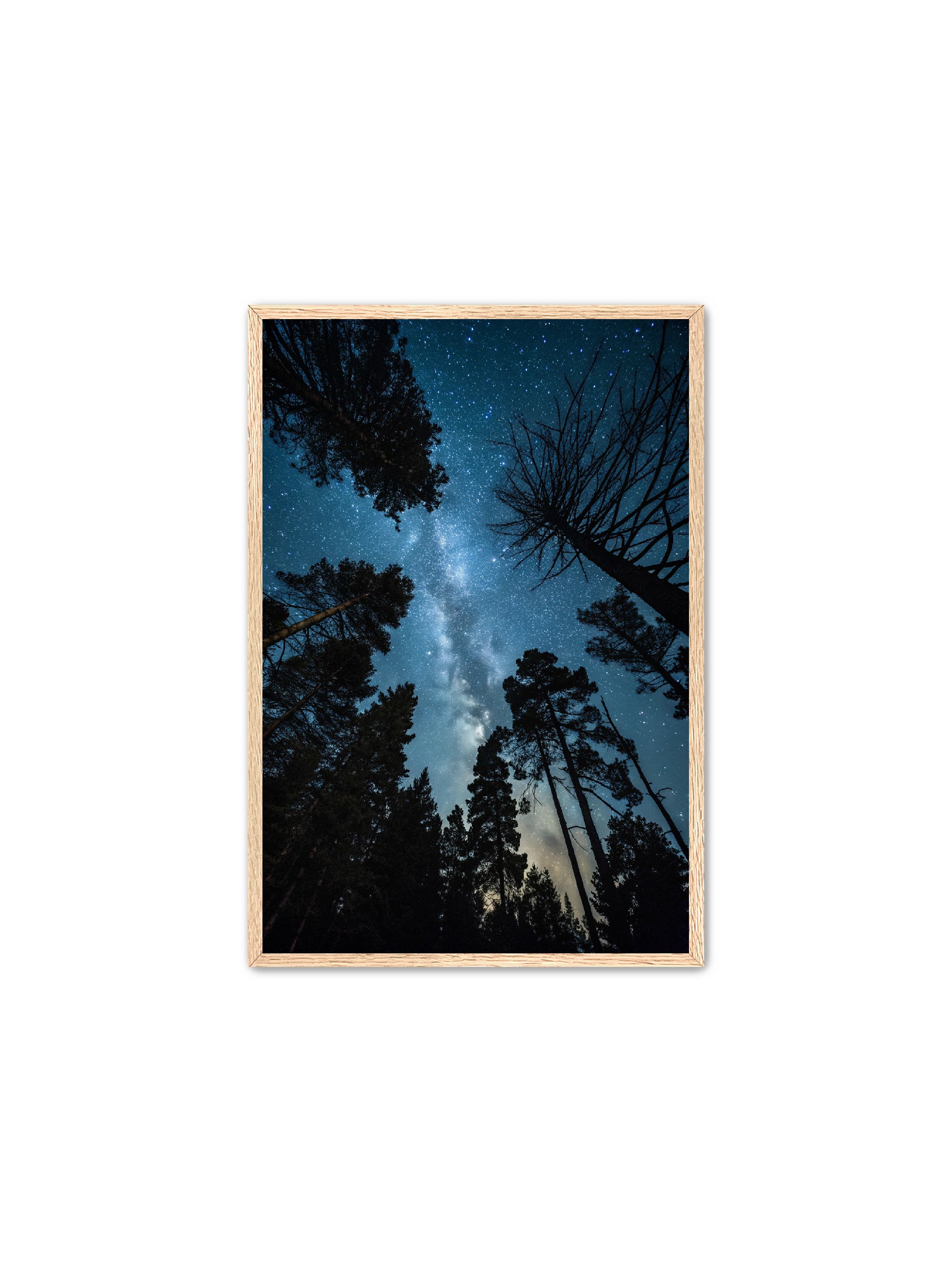 Apricus Prints 'Peace Beneath The Canopy' Apricus Art Collection