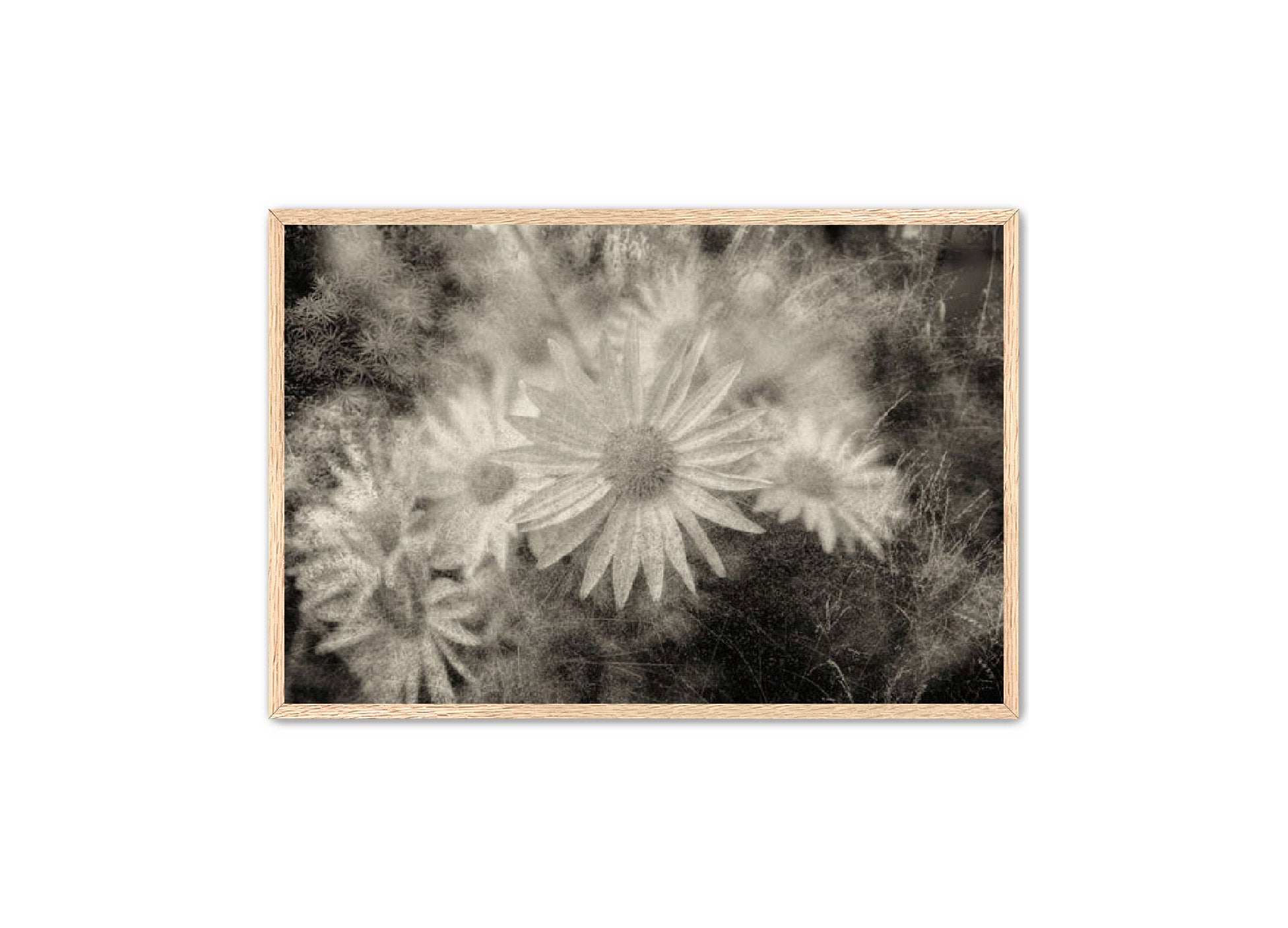 PhotoArt Prints 'DAISYS' Danielle Neumann Kelly