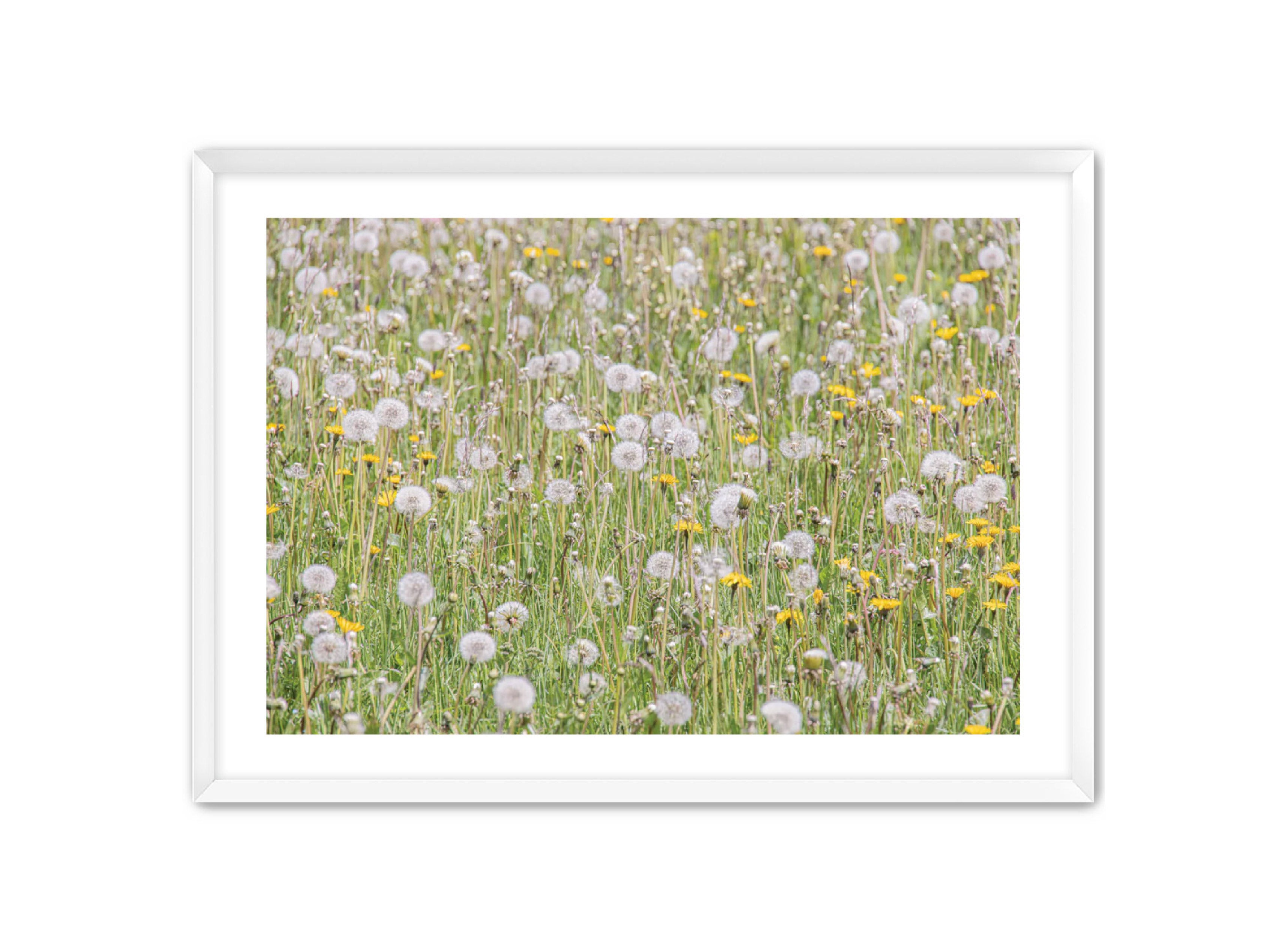 photography Prints 'FIELD OF FLOWERS' Erin Rudzinski