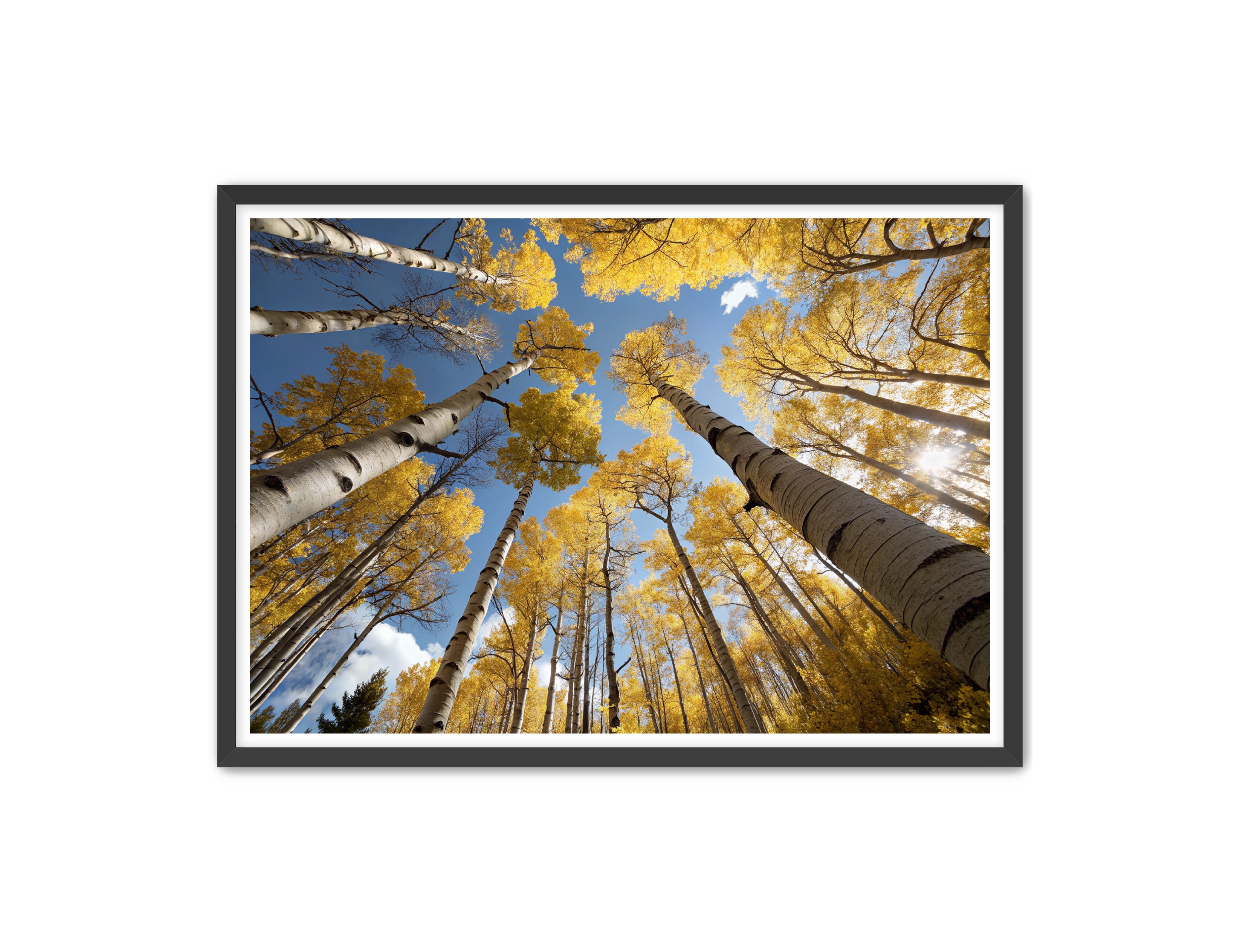 Apricus Prints 'Golden Reach' Apricus Art Collection