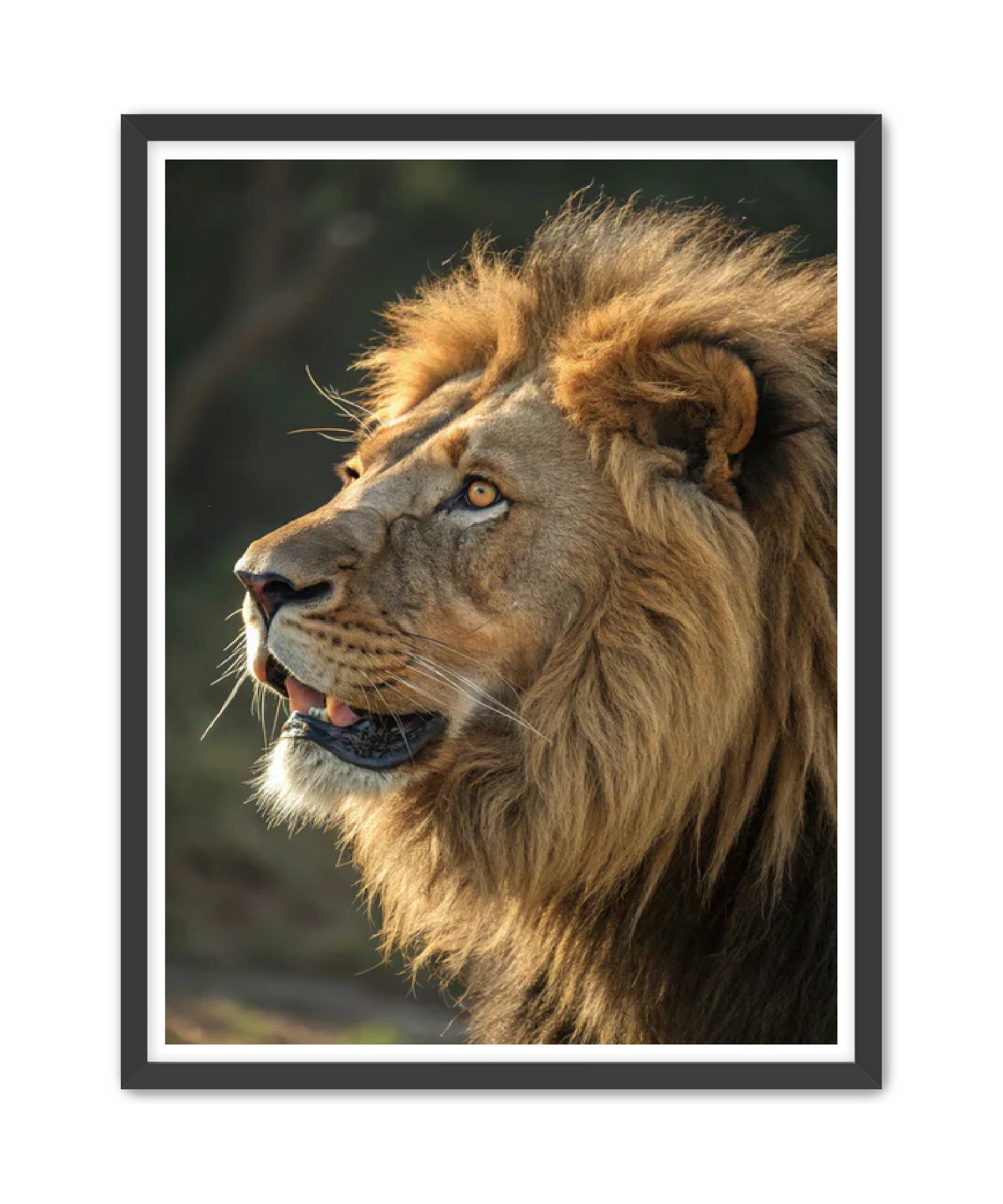 'Chief'