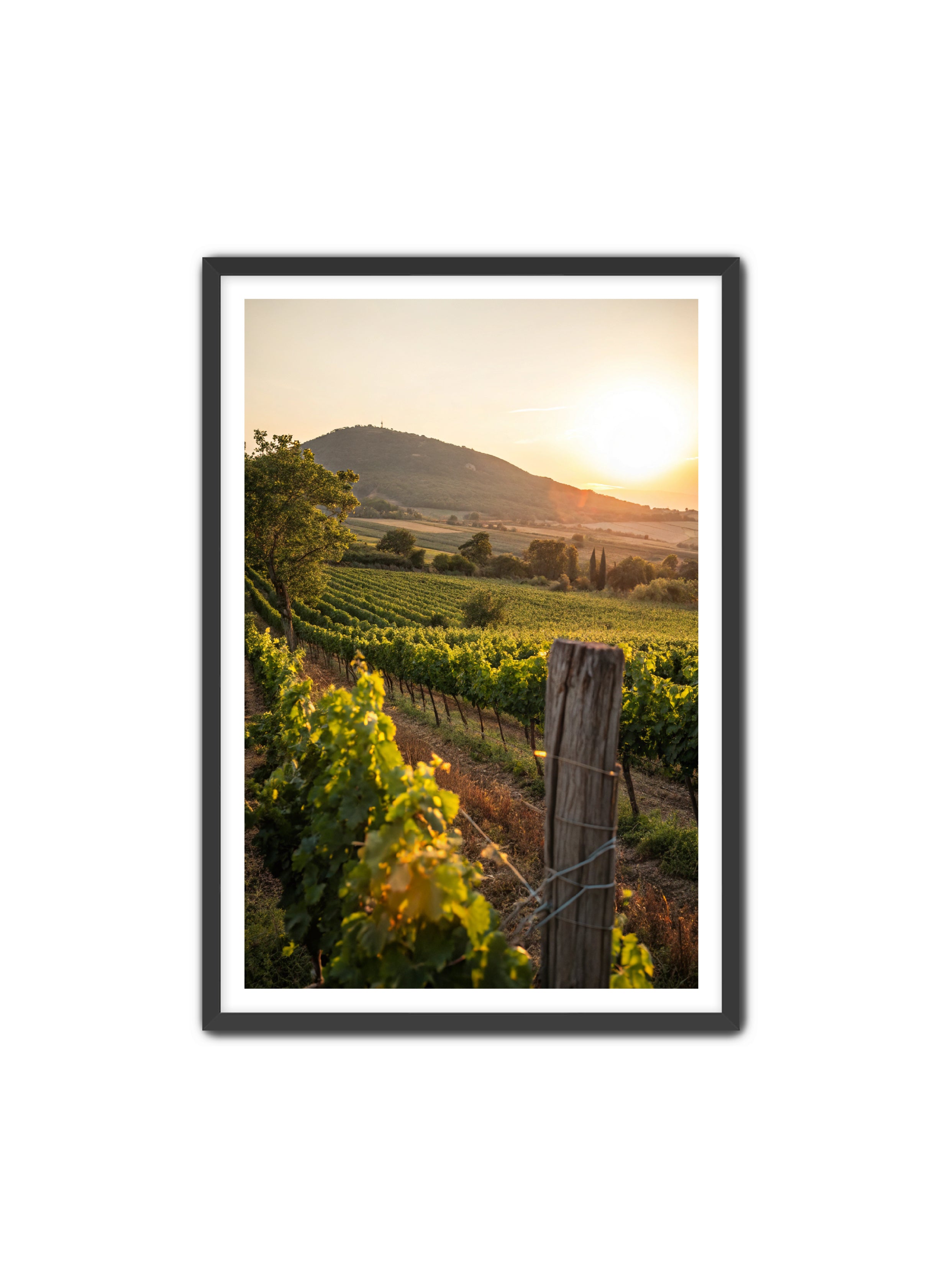 Apricus Prints 'Vines on the Vineyard' Apricus Art Collection