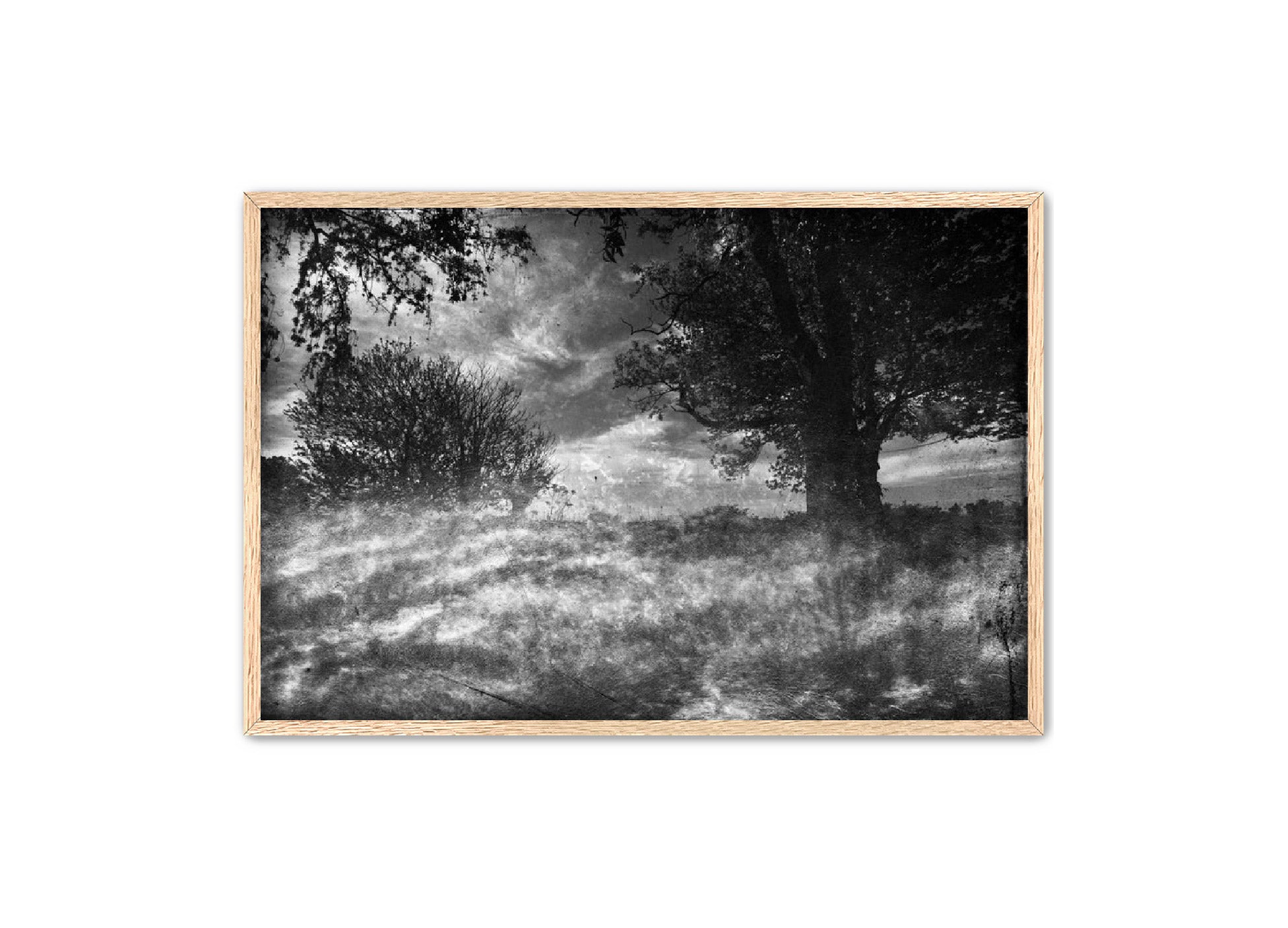 PhotoArt Prints 'CLOUDS IN TREES' Danielle Neumann Kelly