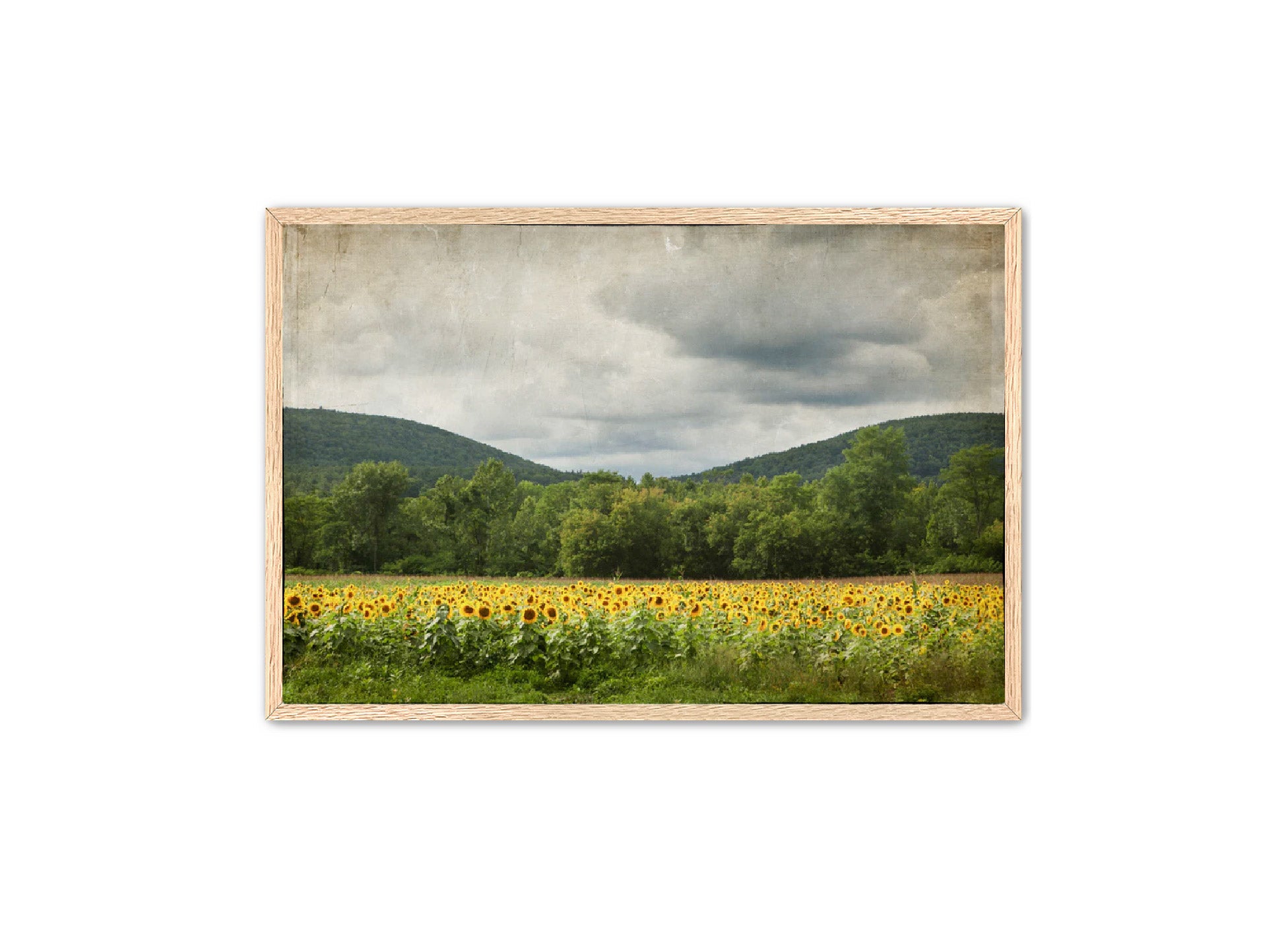 PhotoArt Prints 'SUNFLOWERS' Danielle Neumann Kelly