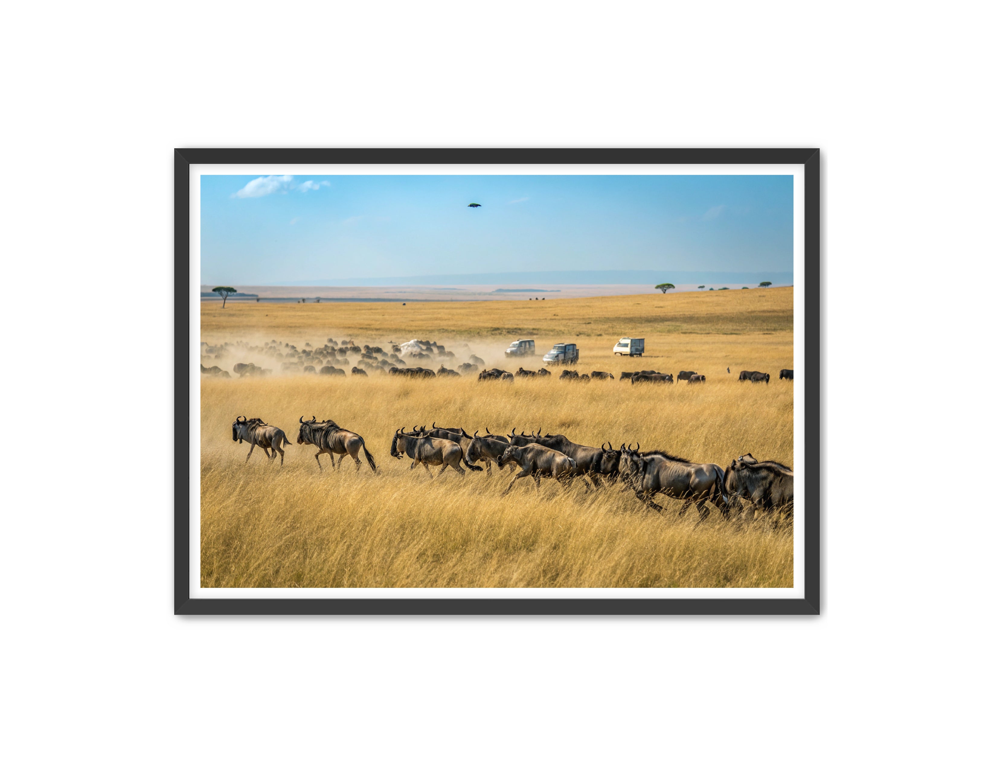 Apricus Prints 'Serengeti Stampede' Apricus Art Collection