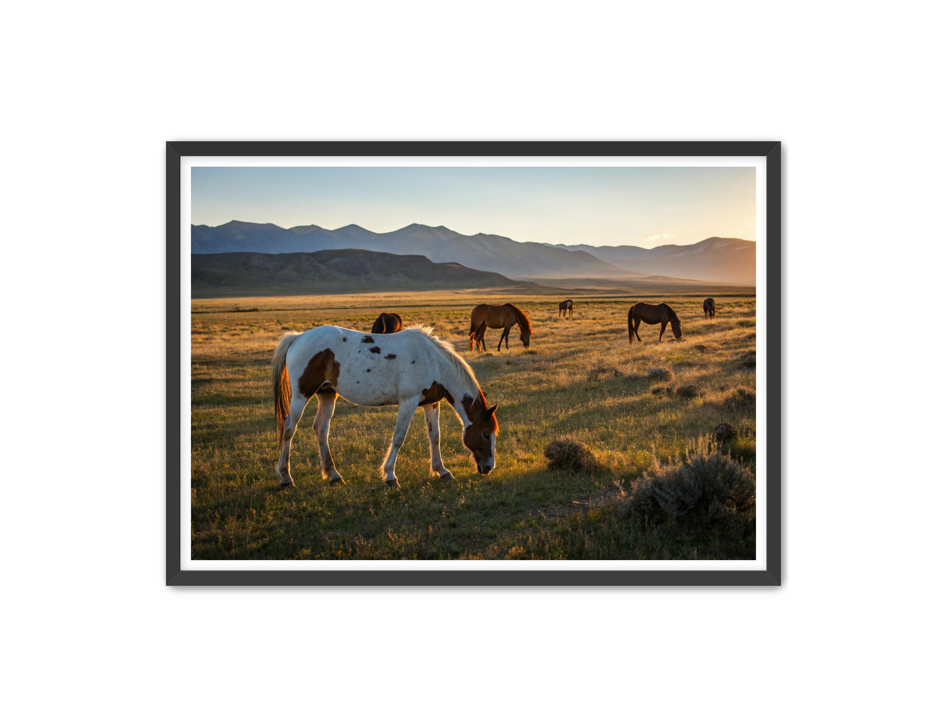 Apricus Prints Vaquero 'Evening Grazing' Apricus Art Collection