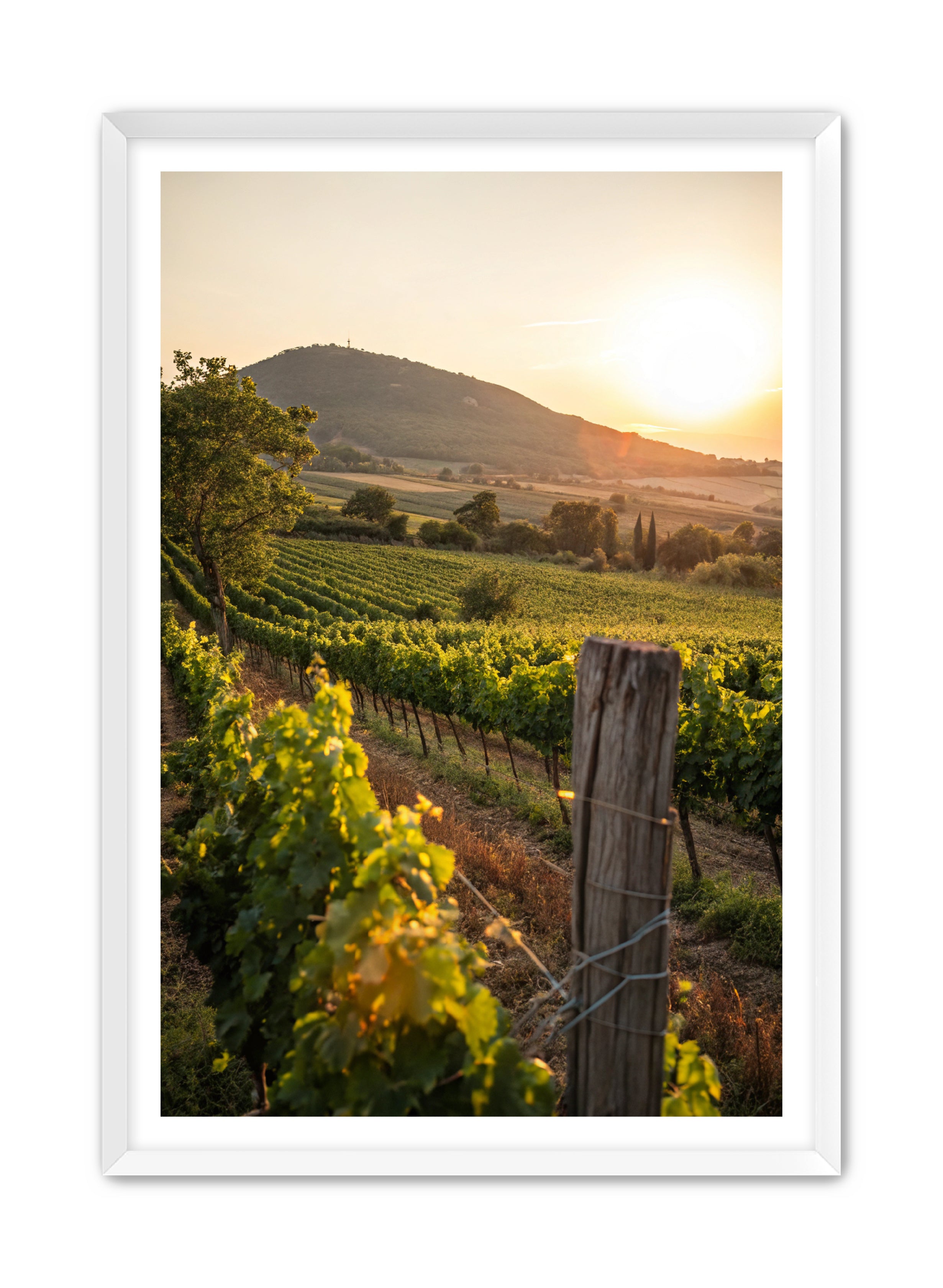 Apricus Prints 'Vines on the Vineyard' Apricus Art Collection