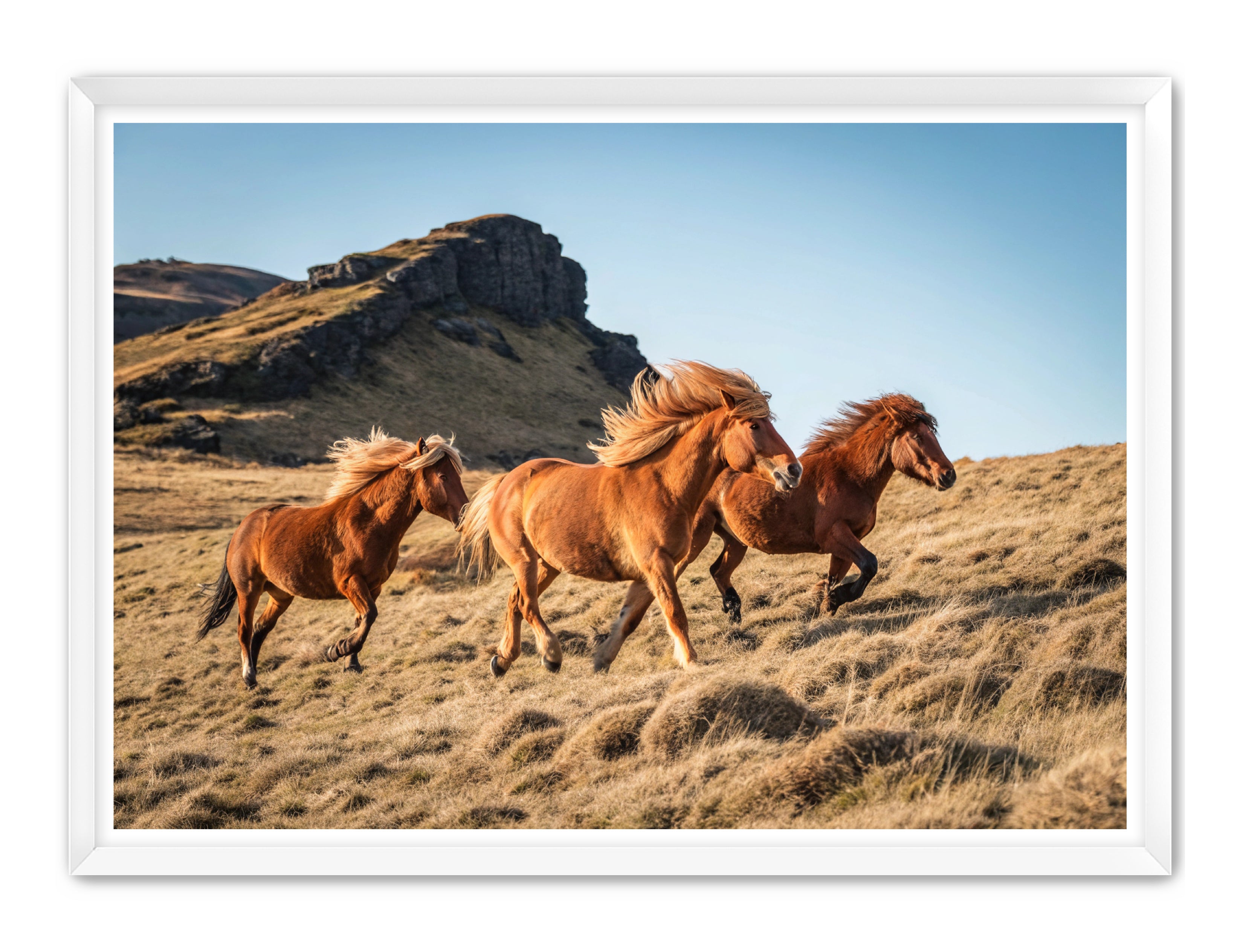 Apricus Prints Vaquero 'Wild Ponies' Apricus Art Collection