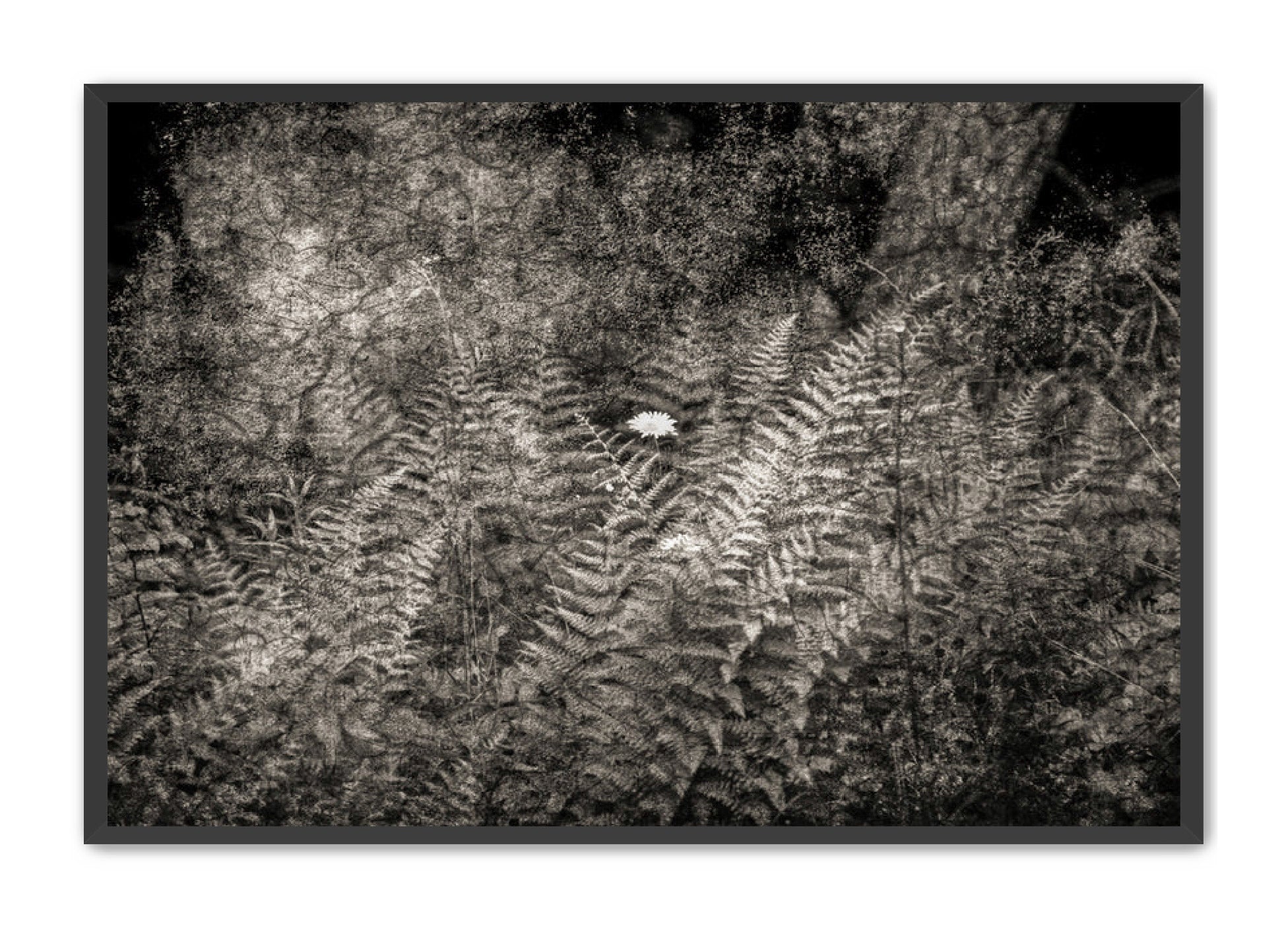 PhotoArt Prints 'FERNS' Danielle Neumann Kelly