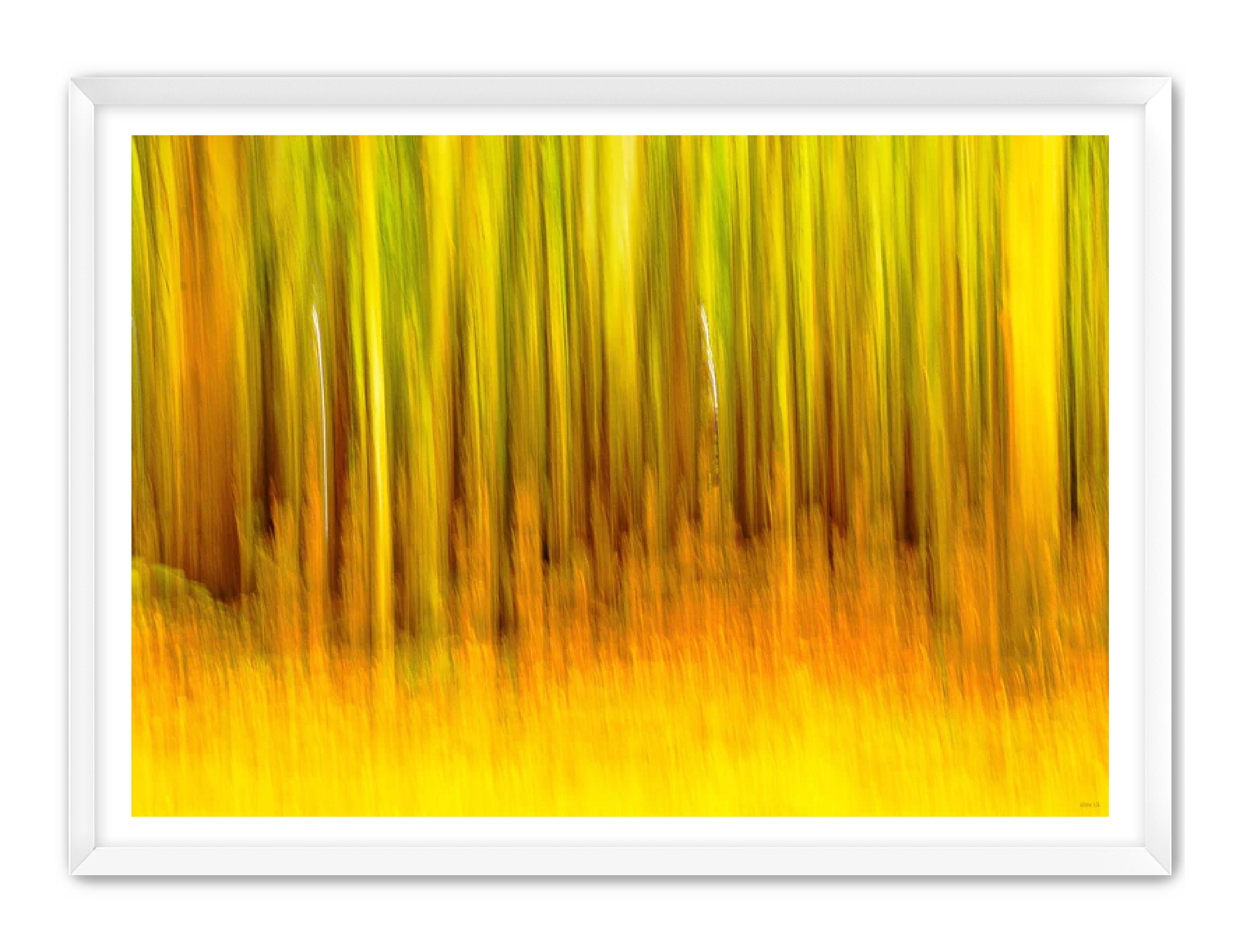 Abstract Photography Prints 'The forest' Aline Karagozlu