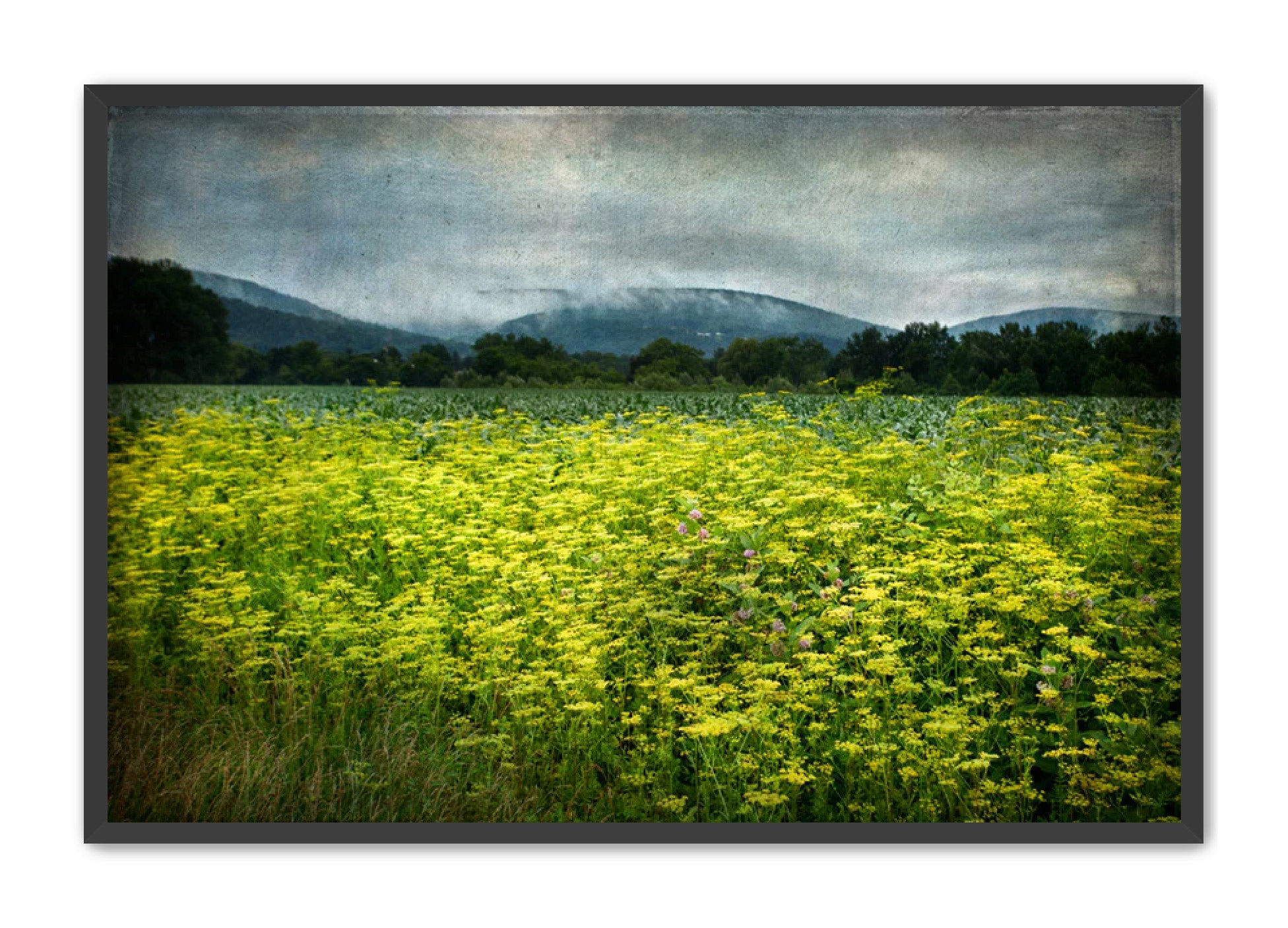 PhotoArt Prints 'SCHOHARIE WILDFLOWERS' Danielle Neumann Kelly