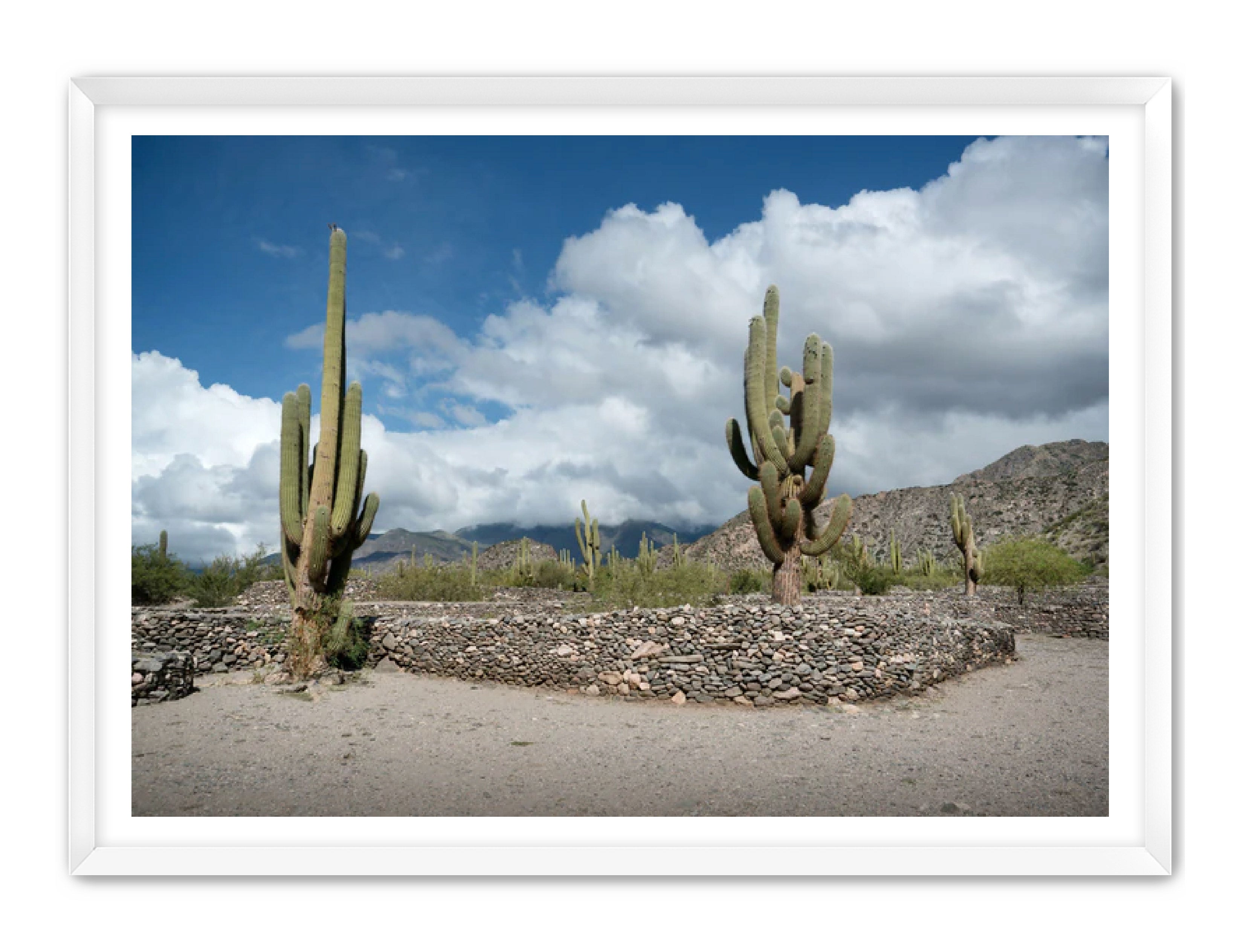 Landscape Photography Prints 'Cactus on the way' Aline Karagozlu