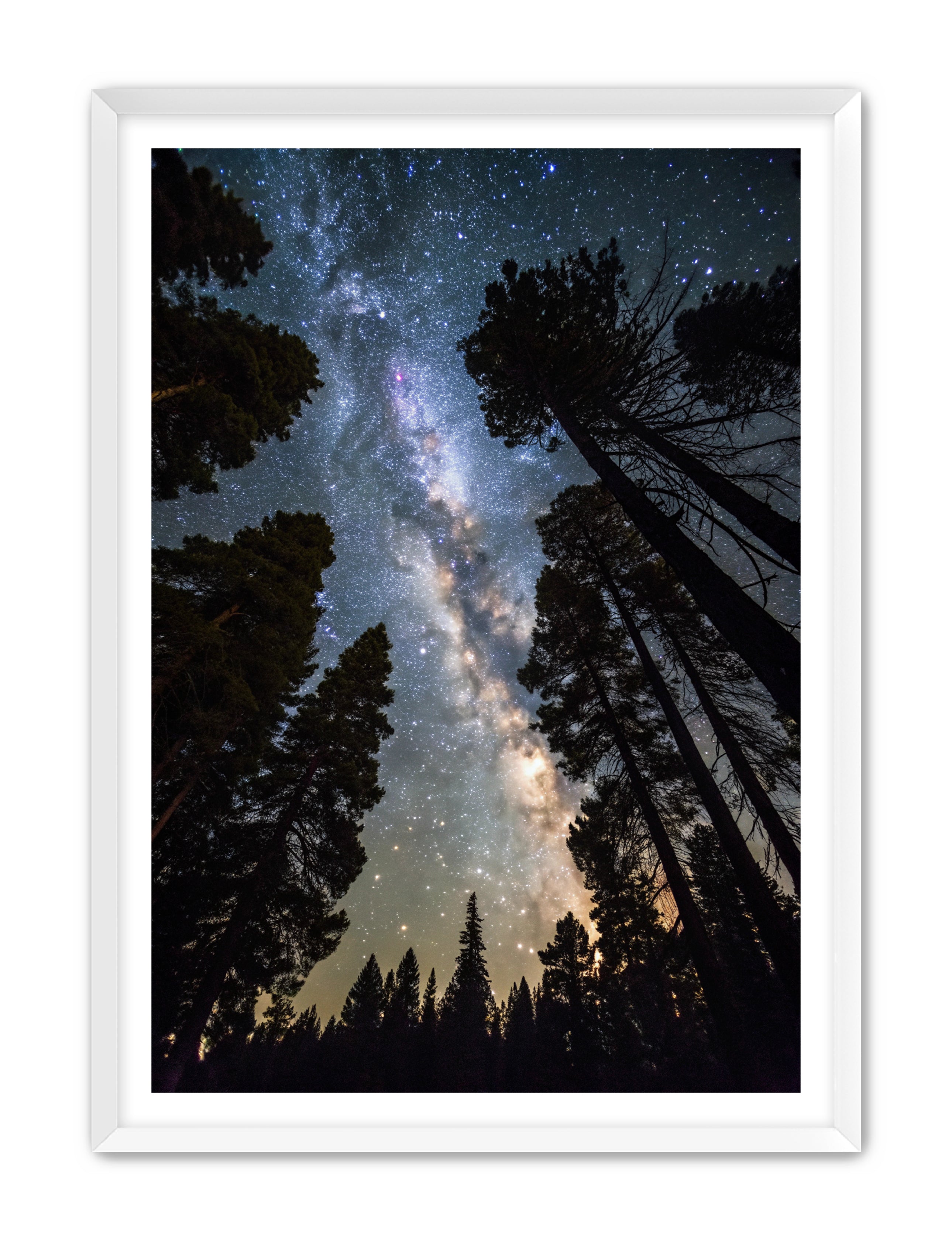 Apricus Prints 'Canopy of Eternity' Apricus Art Collection