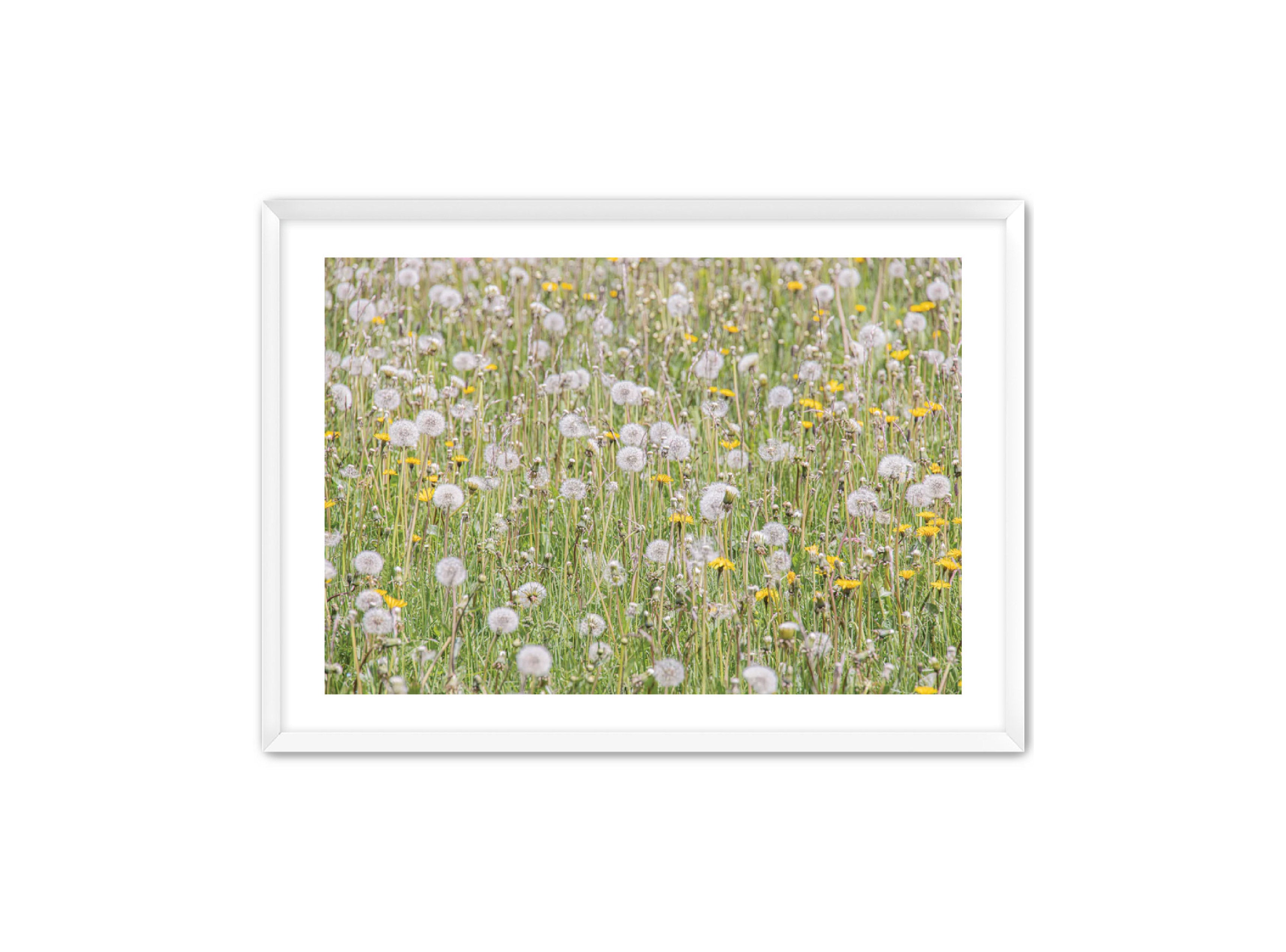 photography Prints 'FIELD OF FLOWERS' Erin Rudzinski