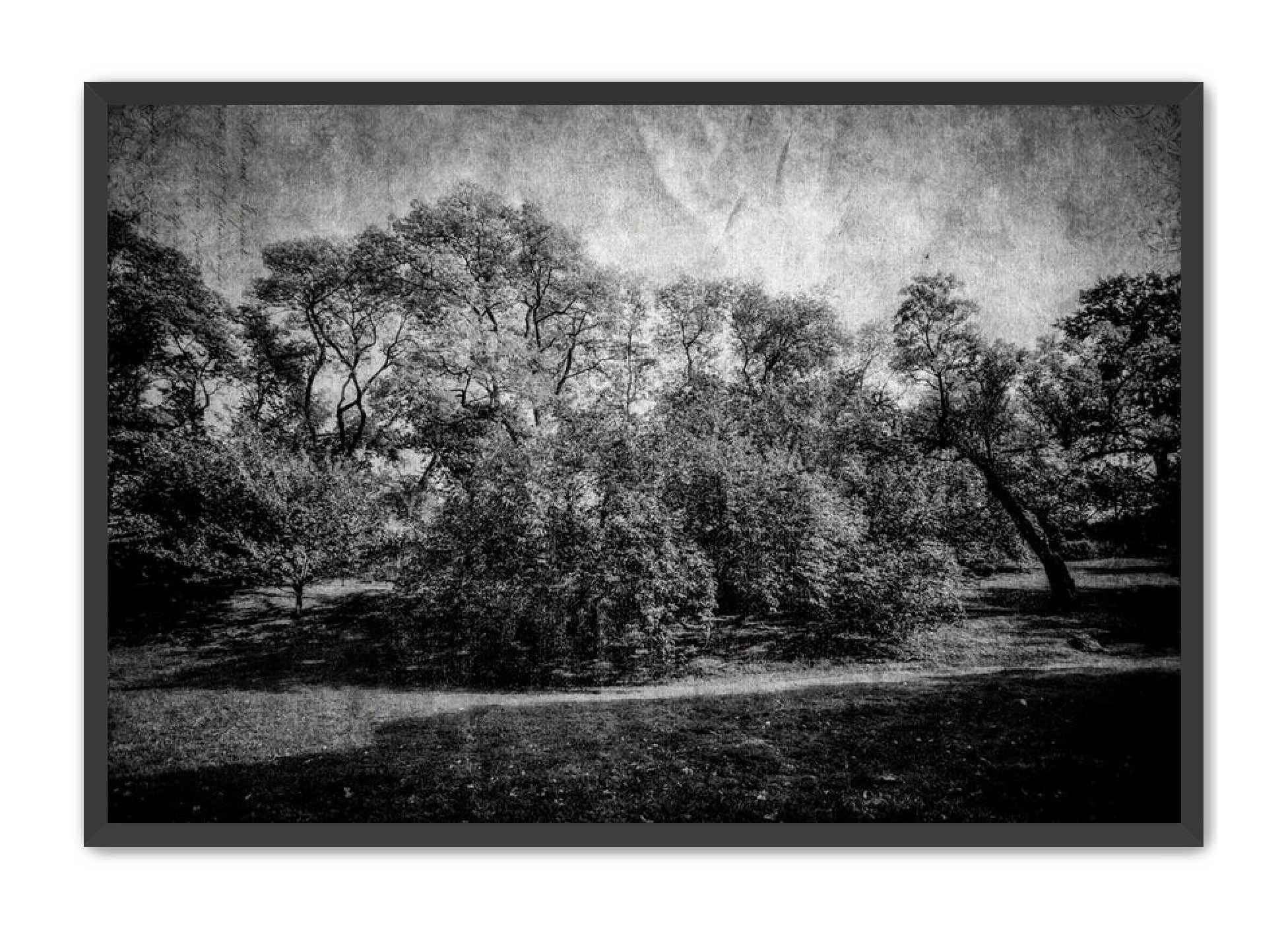 PhotoArt Prints 'LIFE OF TREES' Danielle Neumann Kelly