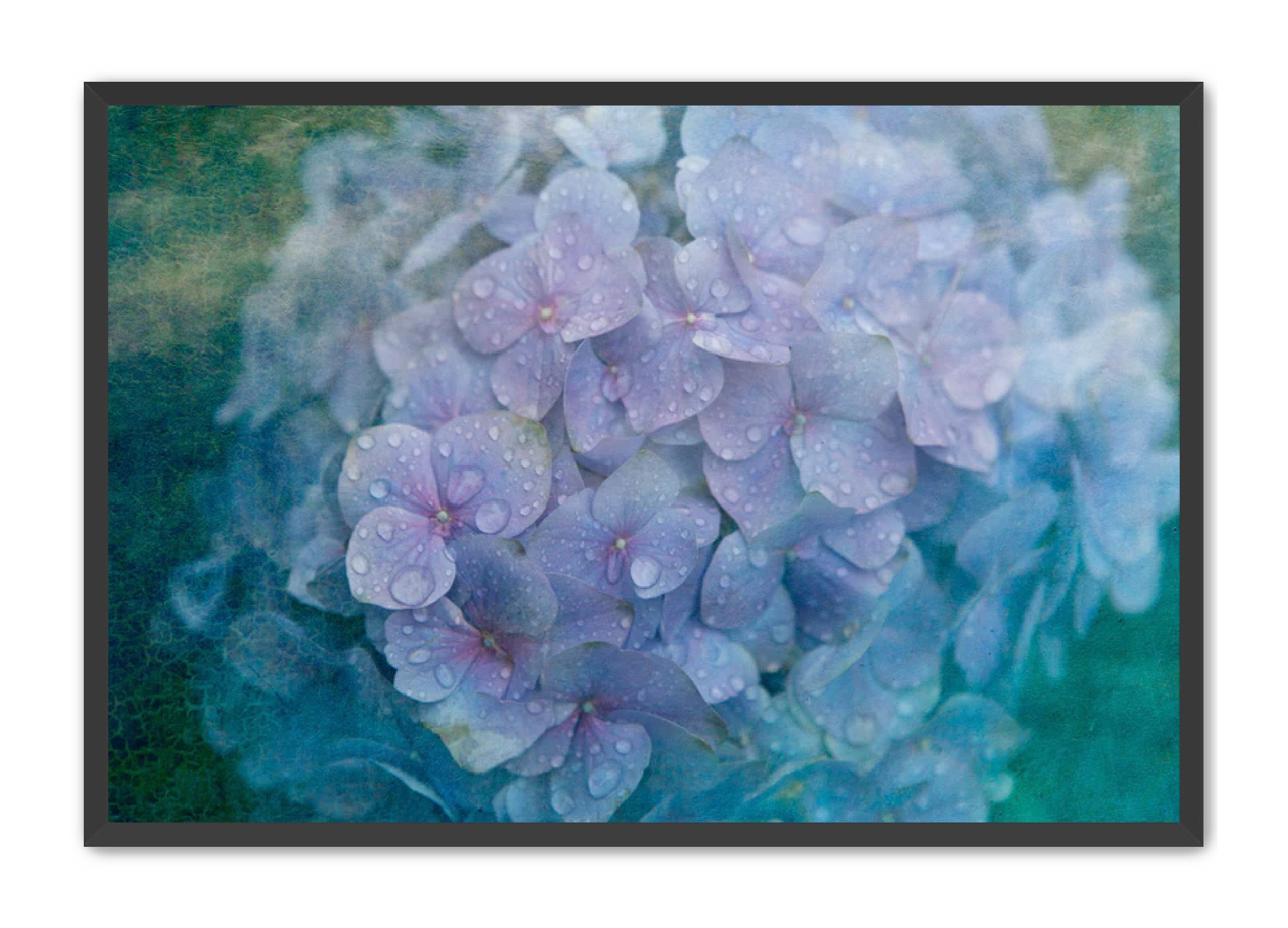 PhotoArt Prints 'HYDRANGEA' Danielle Neumann Kelly