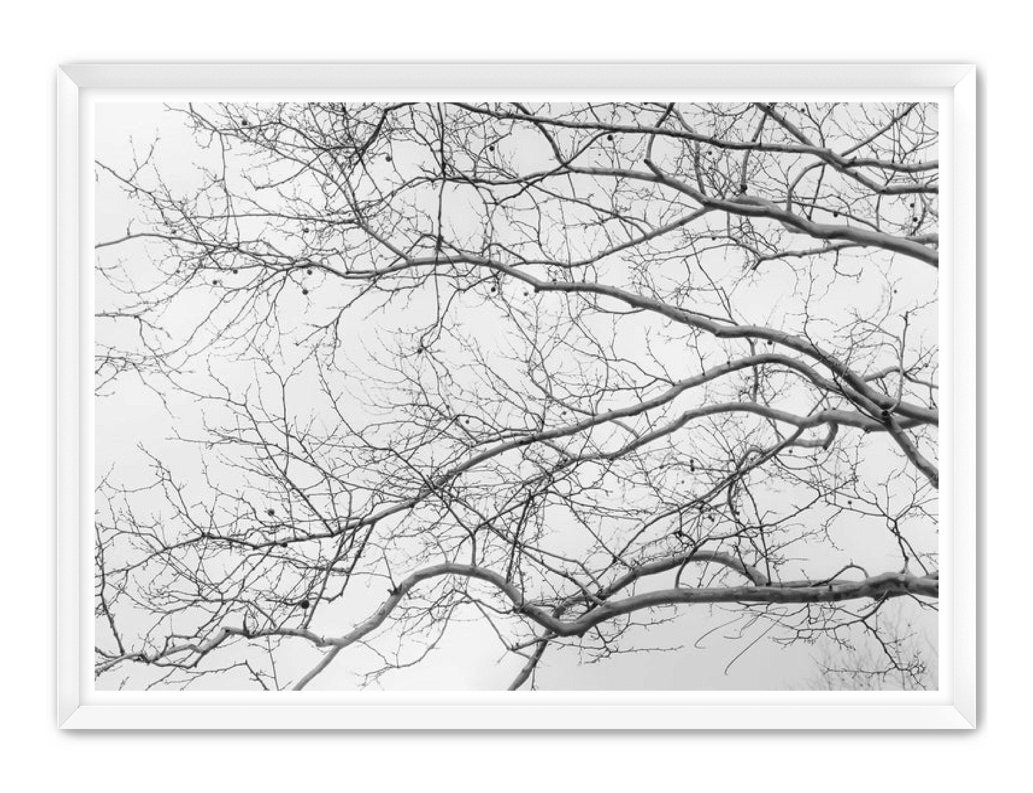 Art Contemporary Photography Prints 'Intertwined' Eric C. Jackson Studio