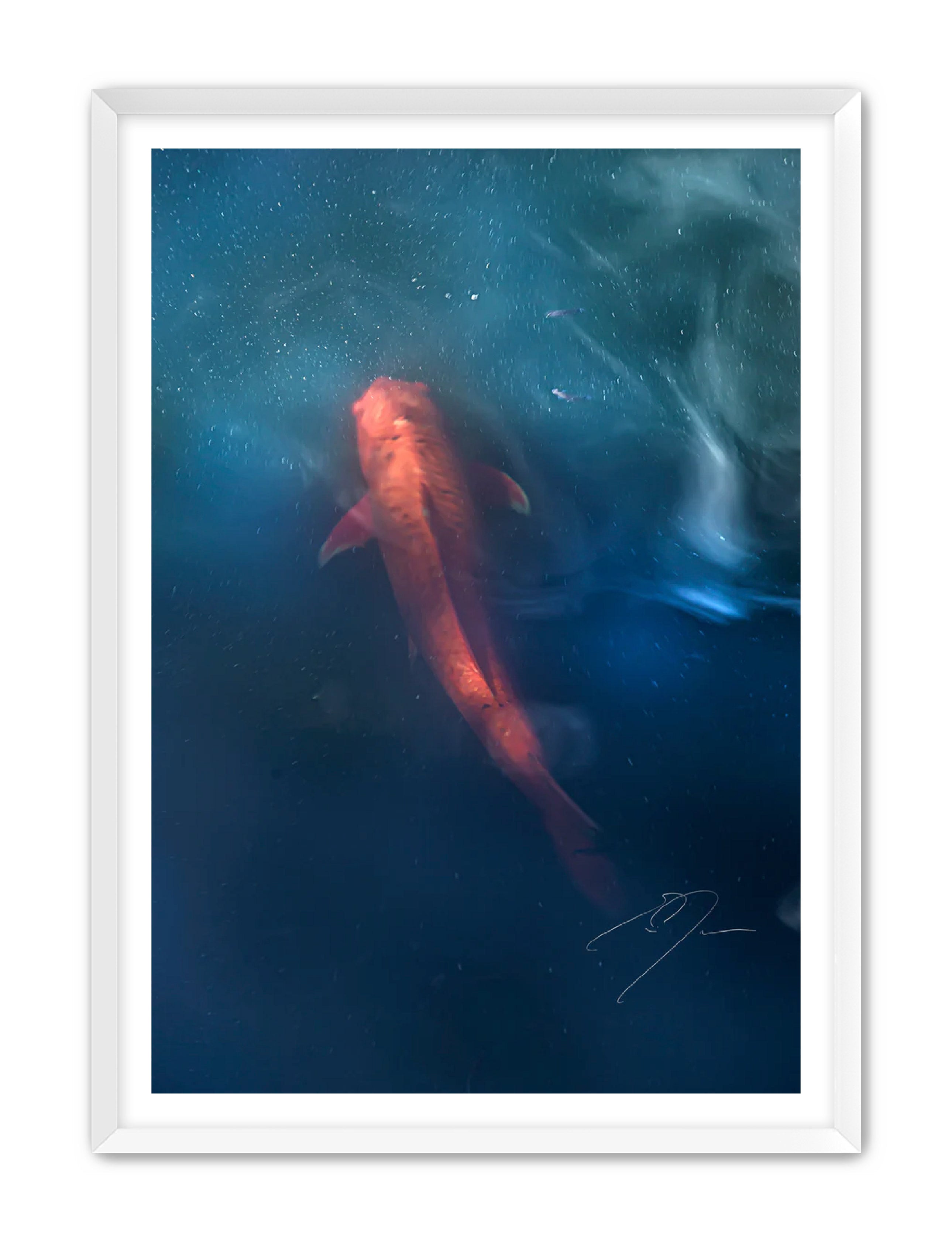 Art Contemporary Photography Prints 'KOI' - Photography Eric C. Jackson Studio