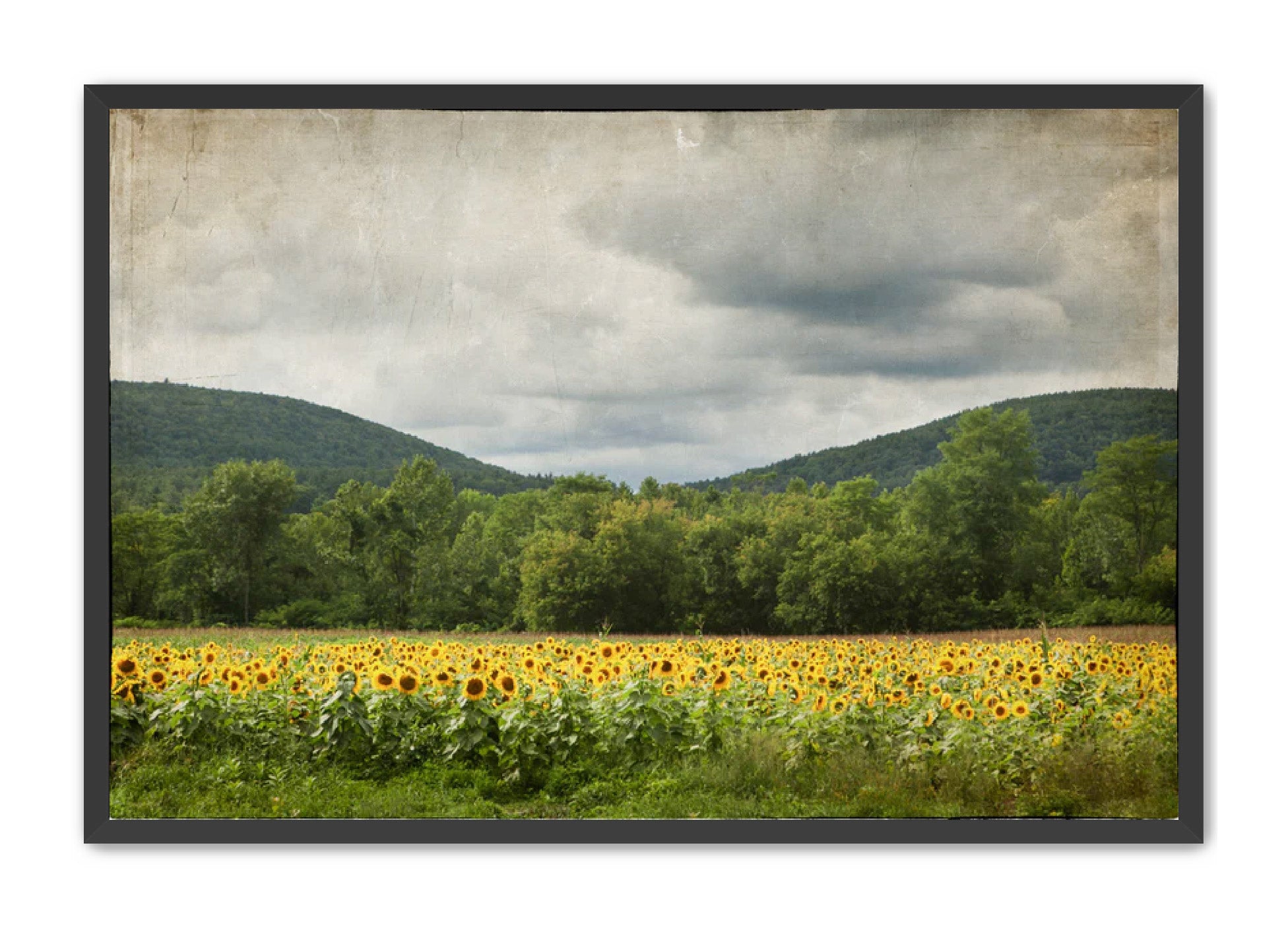 PhotoArt Prints 'SUNFLOWERS' Danielle Neumann Kelly