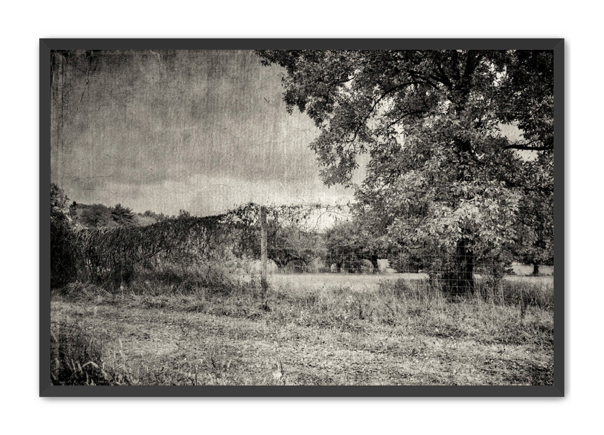 PhotoArt Prints 'ORCHARD B/W' Danielle Neumann Kelly