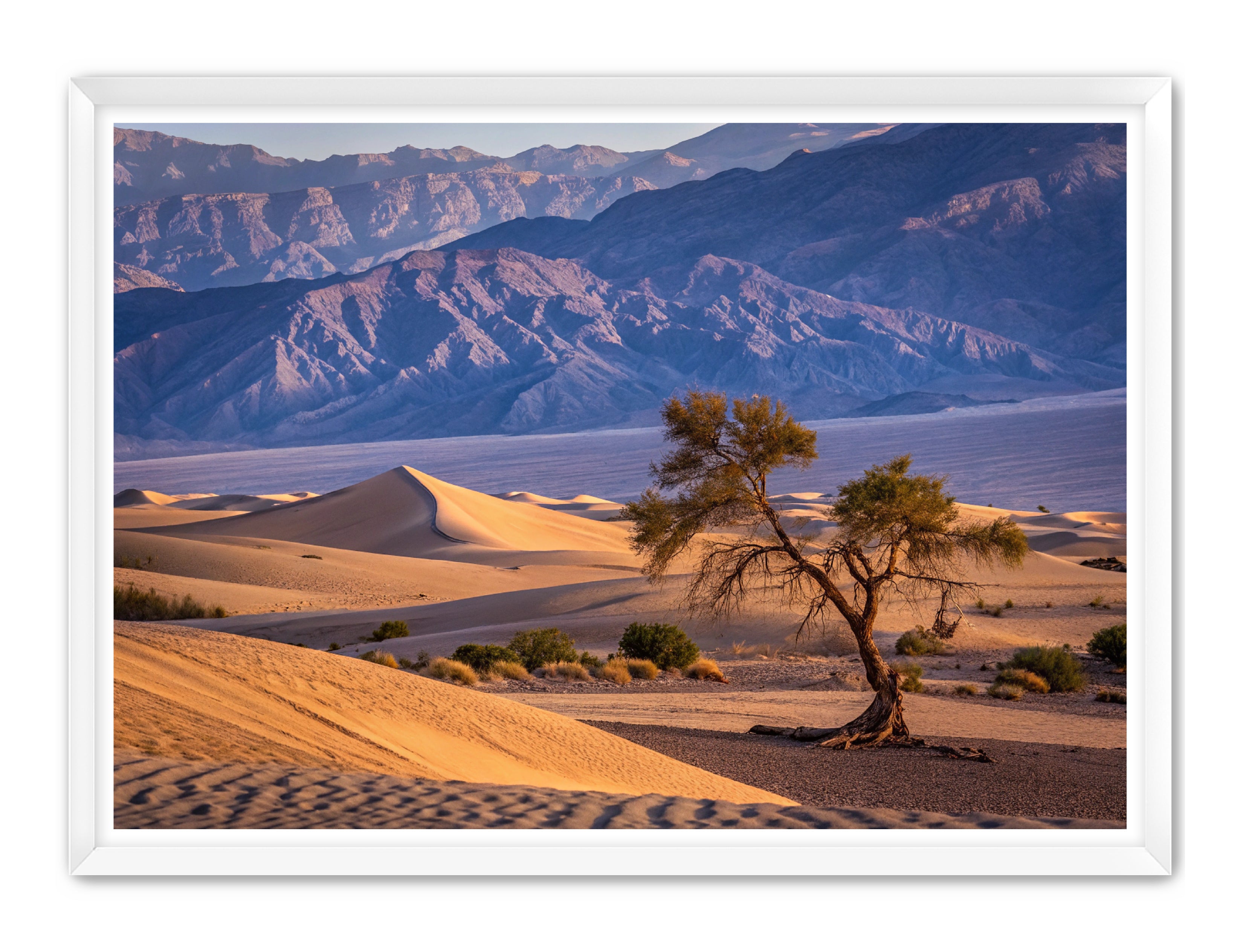 Apricus Prints 'Alone in the Desert' Apricus Art Collection