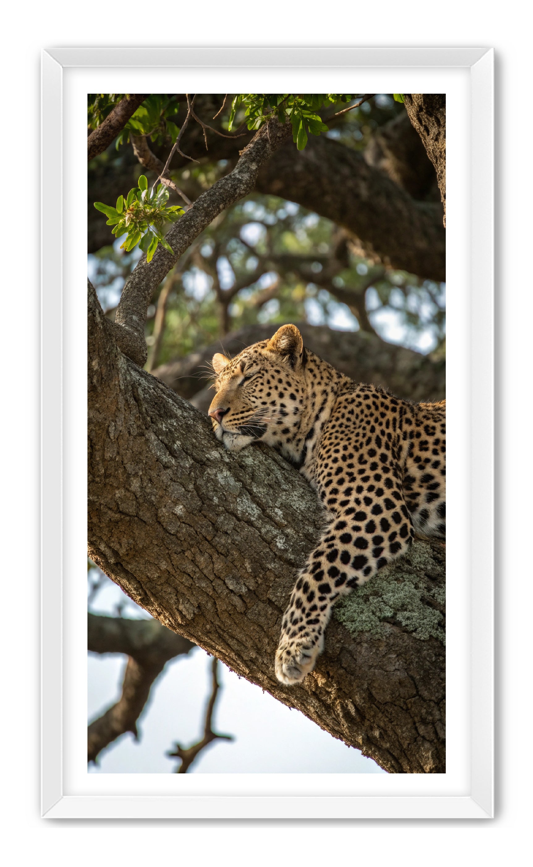 Apricus Prints 'Nap Time' Apricus Art Collection