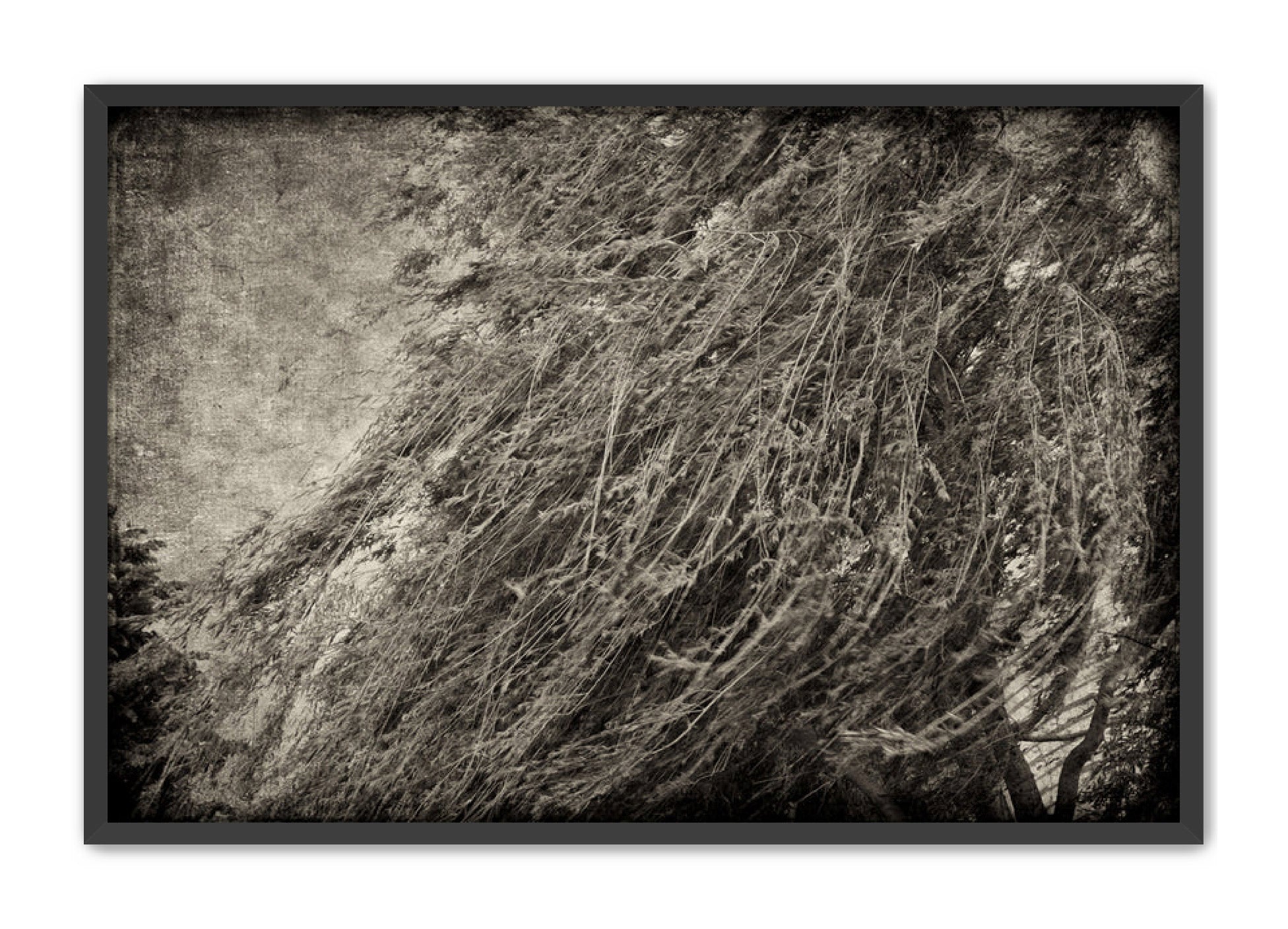 PhotoArt Prints 'TEXTURED TREES 1' Danielle Neumann Kelly