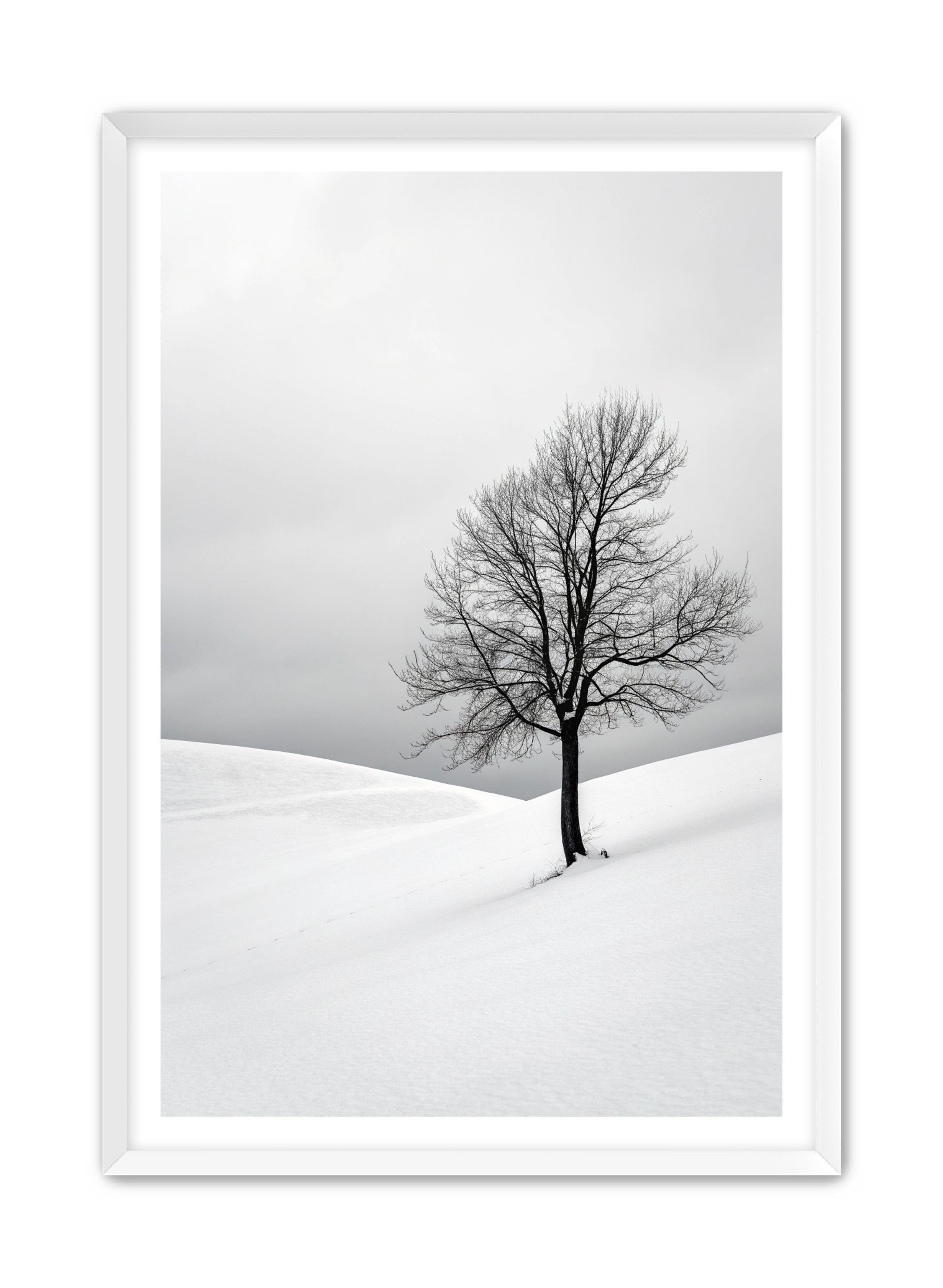 Apricus Prints 'Winter Whisper' Apricus Art Collection