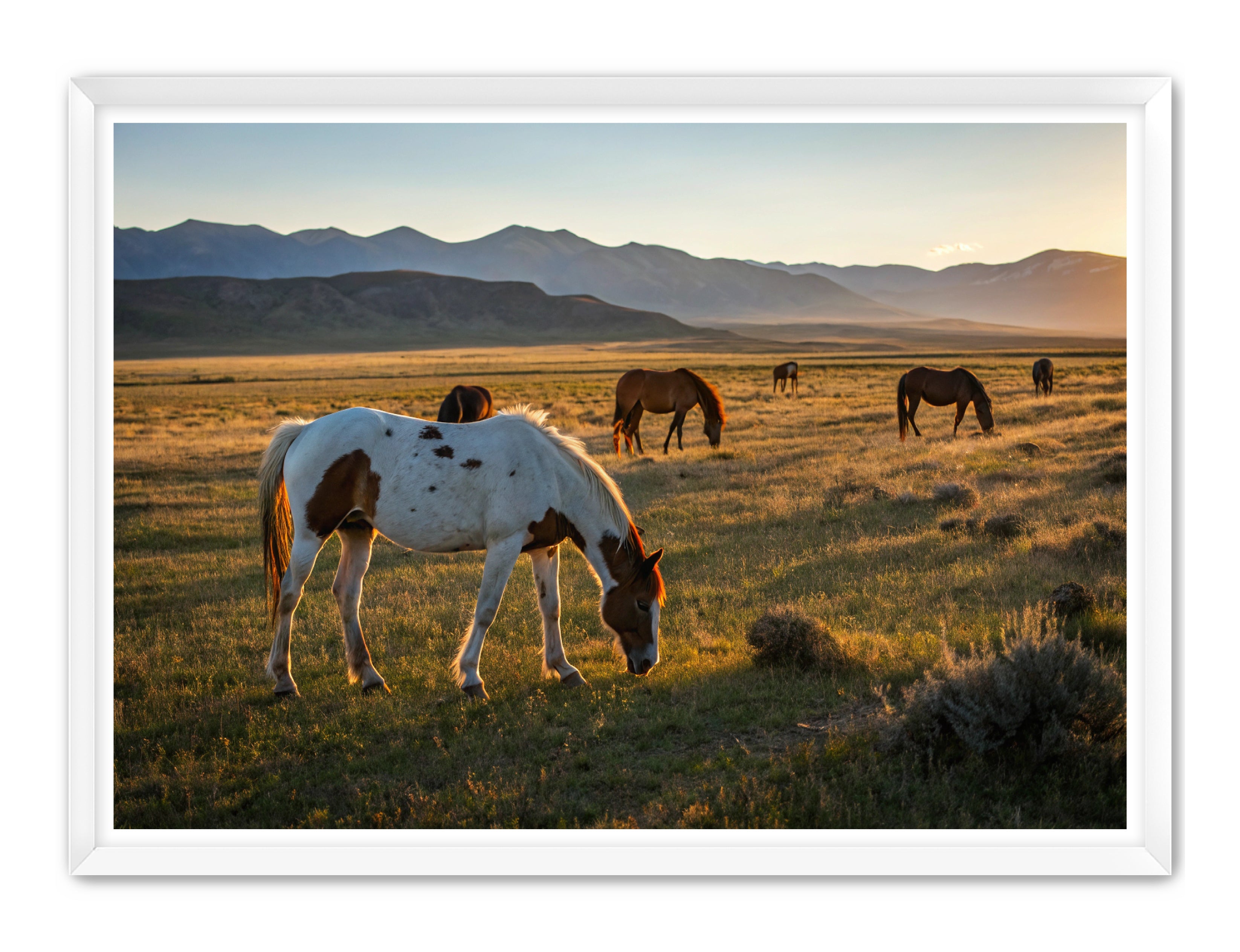 Apricus Prints Vaquero 'Evening Grazing' Apricus Art Collection