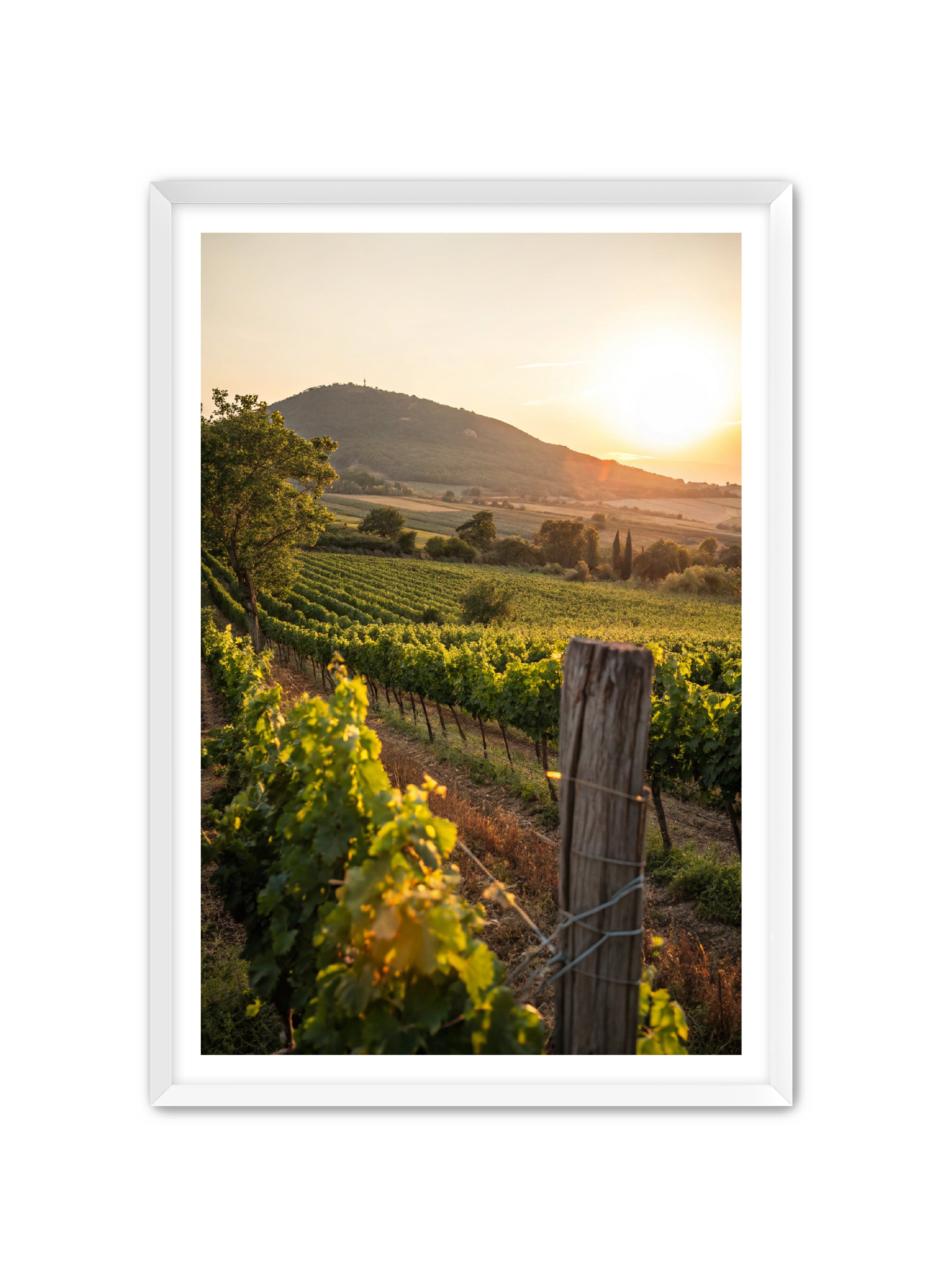 Apricus Prints 'Vines on the Vineyard' Apricus Art Collection