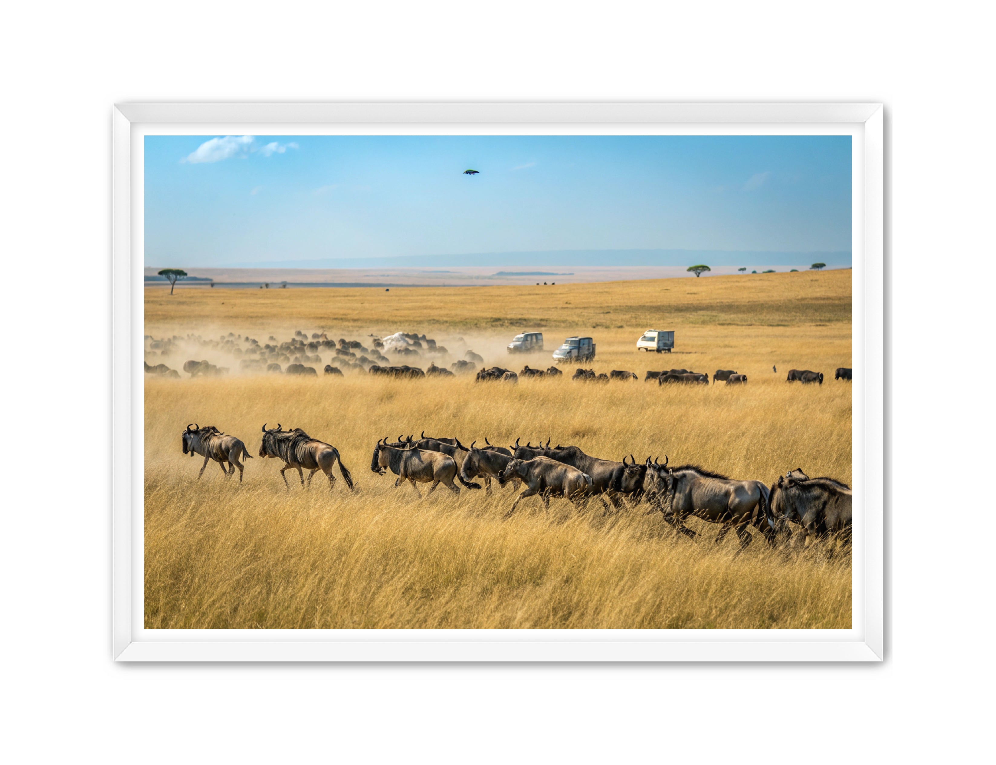 Apricus Prints 'Serengeti Stampede' Apricus Art Collection