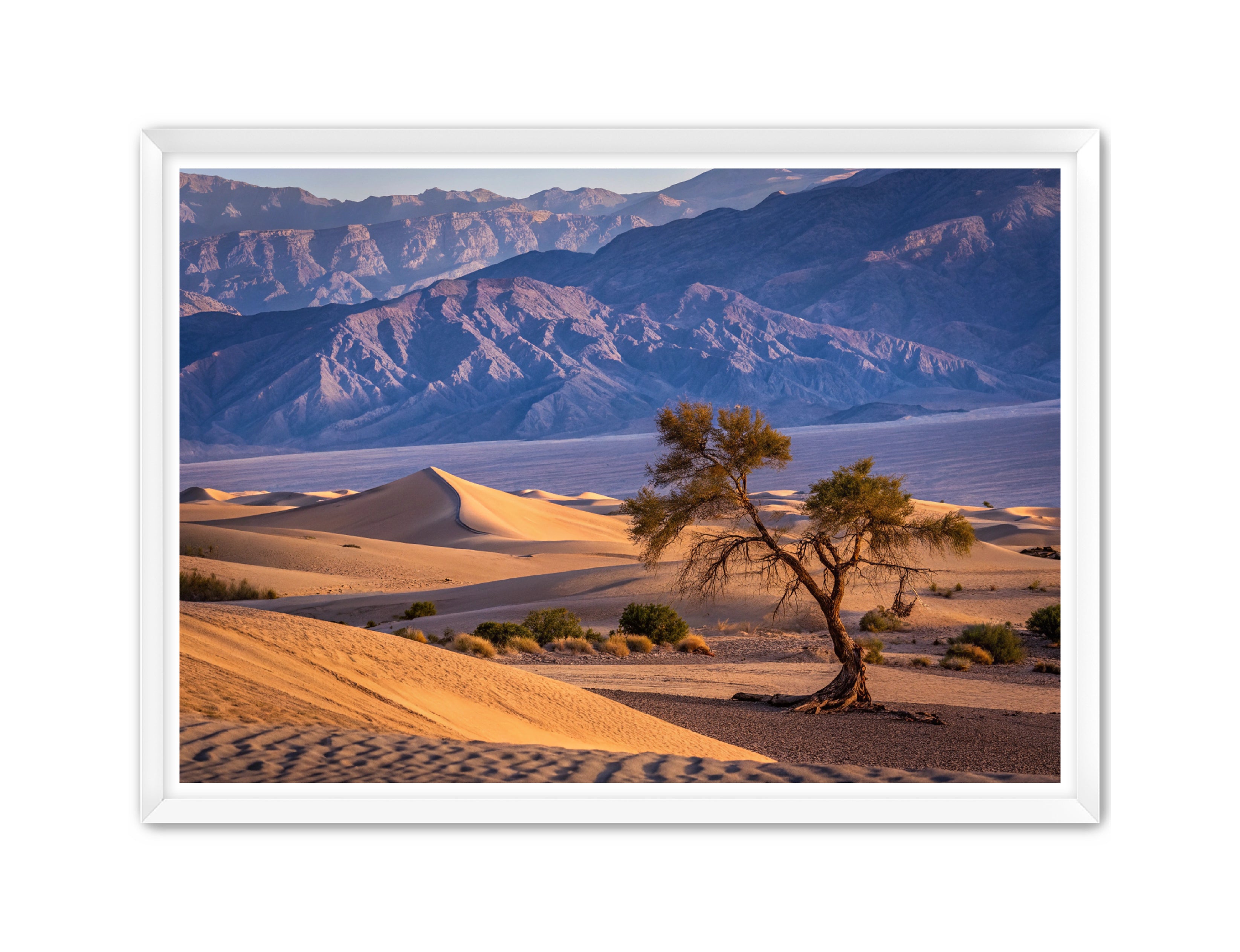 Apricus Prints 'Alone in the Desert' Apricus Art Collection