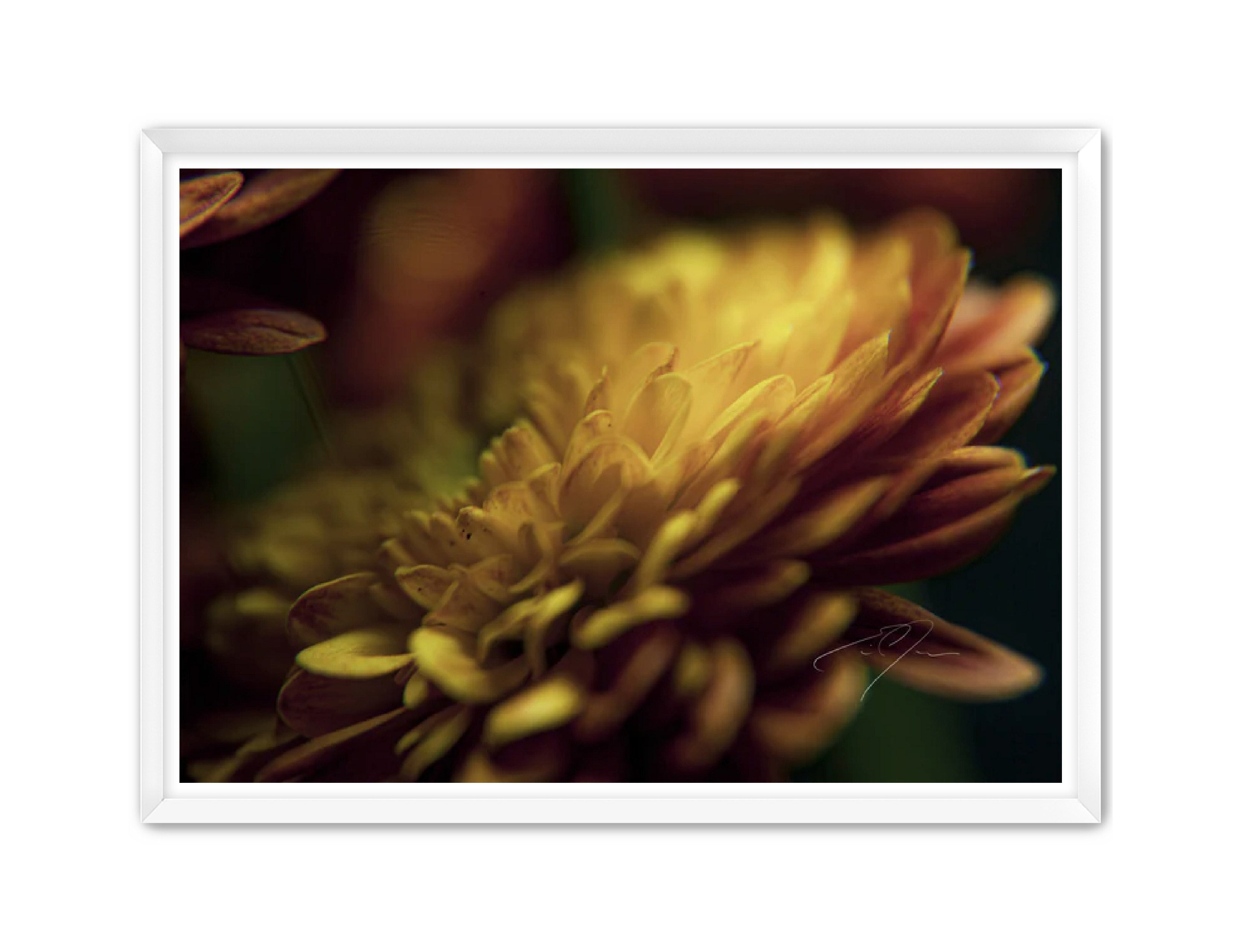 Art Contemporary Photography Prints 'Petal's Glow' Eric C. Jackson Studio