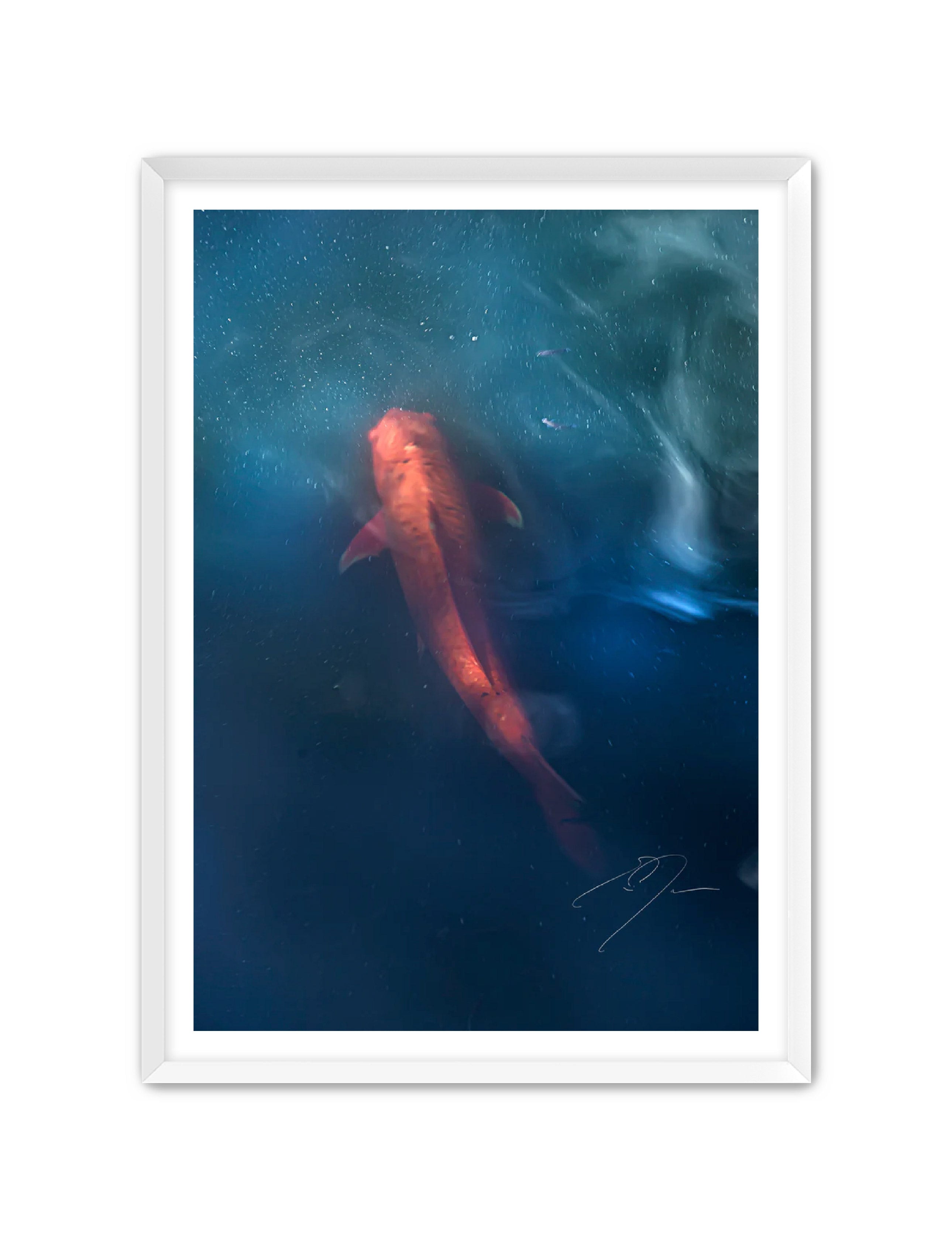 Art Contemporary Photography Prints 'KOI' - Photography Eric C. Jackson Studio