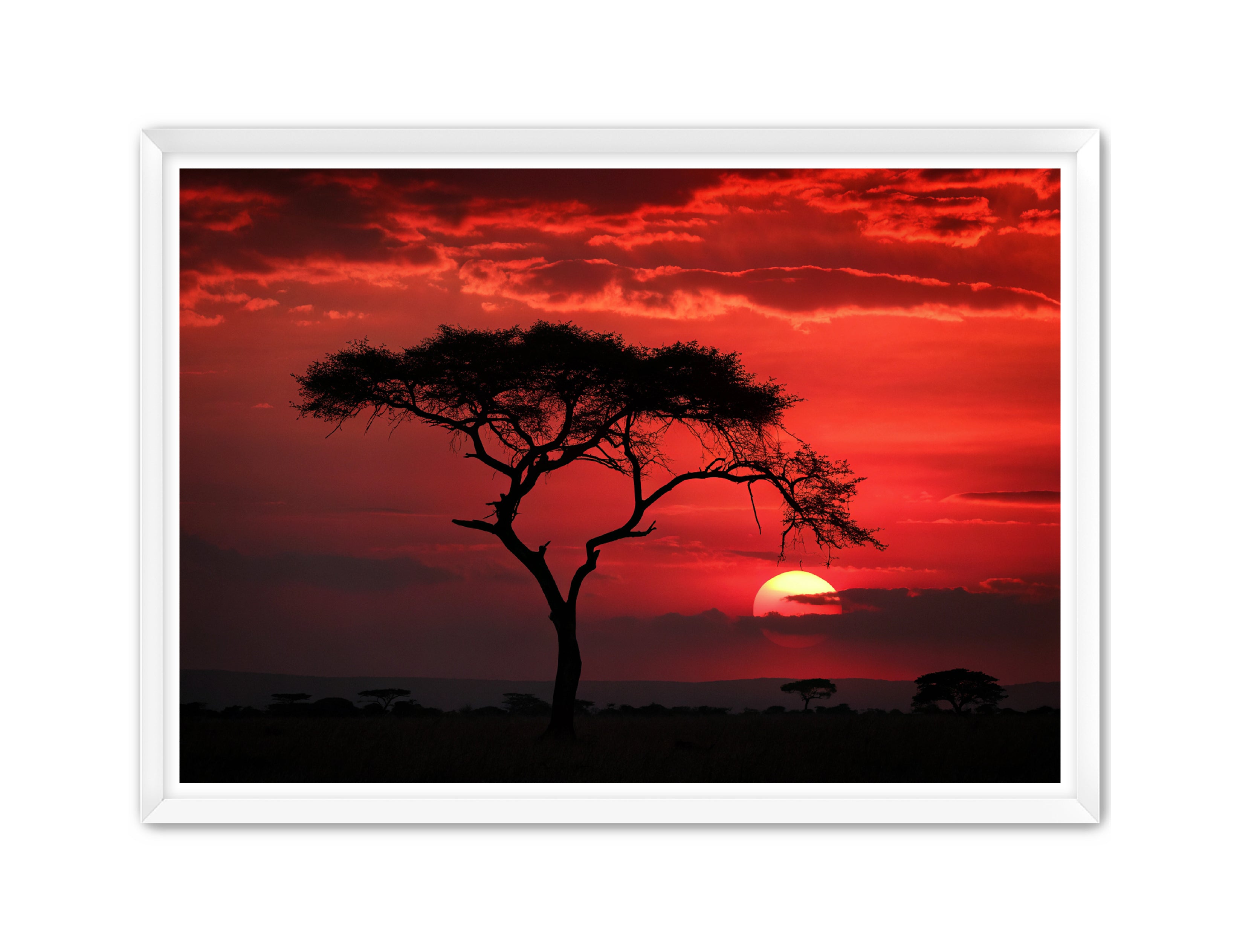 Apricus Prints 'Red Night' Apricus Art Collection