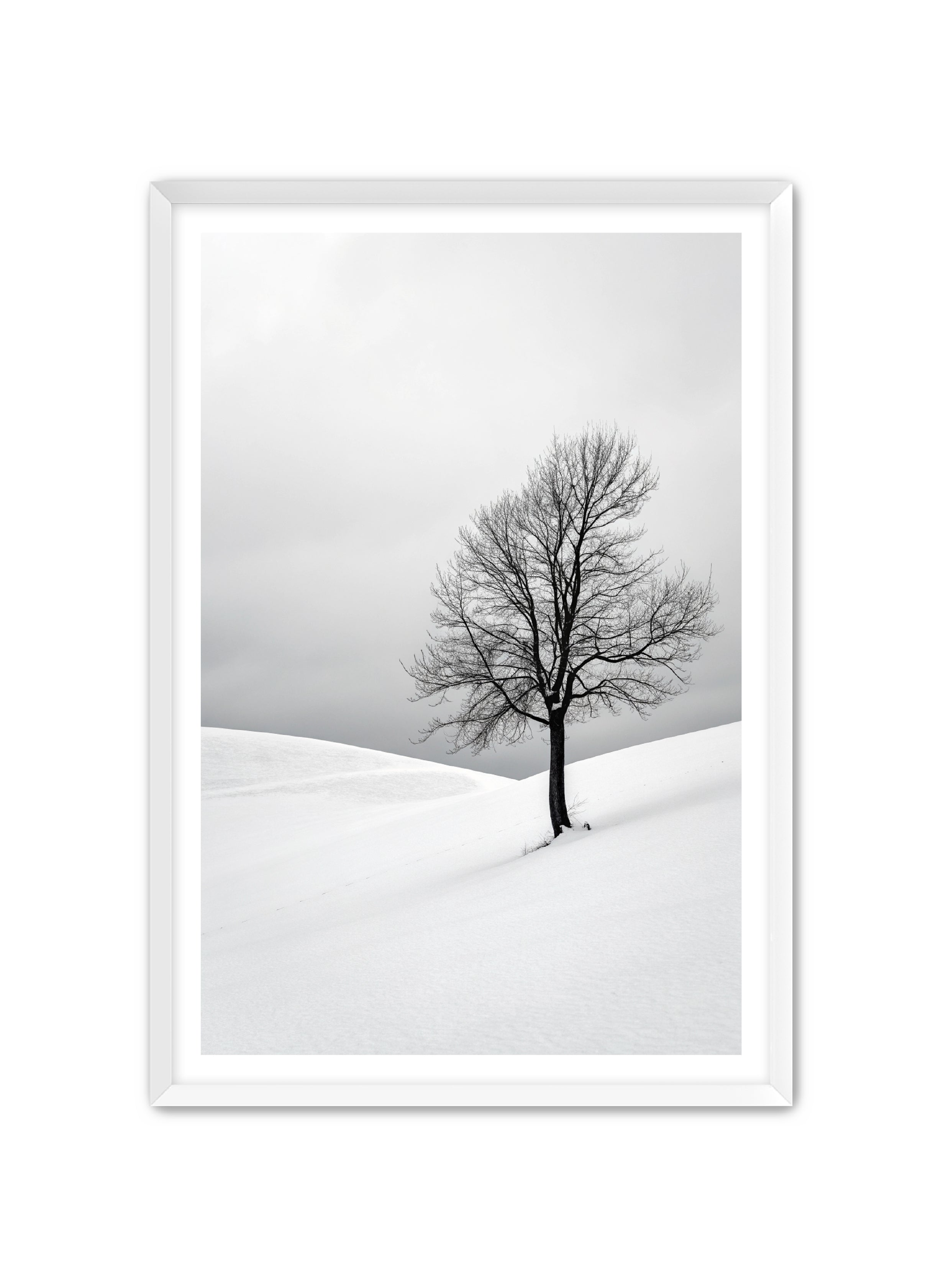 Apricus Prints 'Winter Whisper' Apricus Art Collection